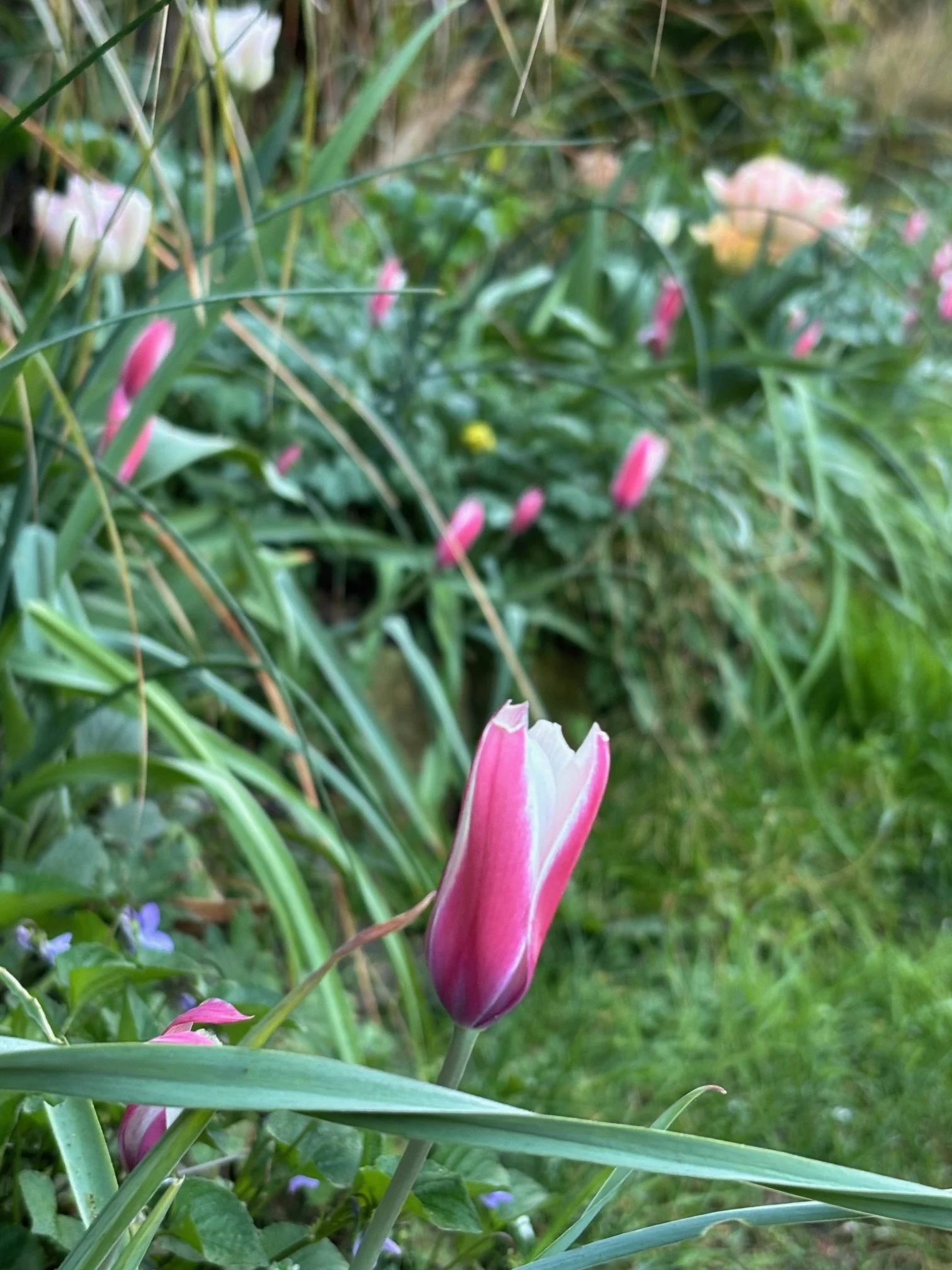IMG_2194.jpeg
