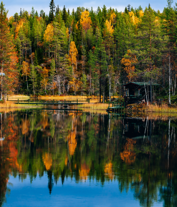 Finland's stunning forest