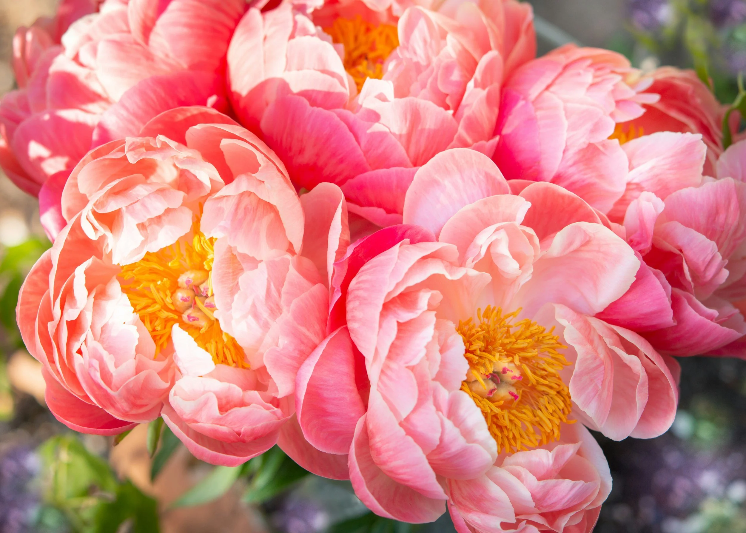 Lush pink peony representing botanical purity for ANA: The Bloom of May hemp care.