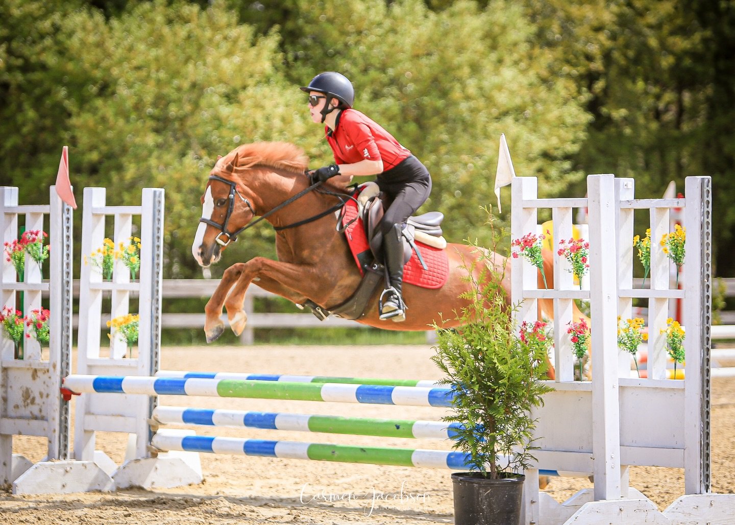 Crown Points Heaven Sent, aka Pumpkin! She says she would like to show in the jumper ring again at this next show. 

Will you be showing at the next show? Come join us!