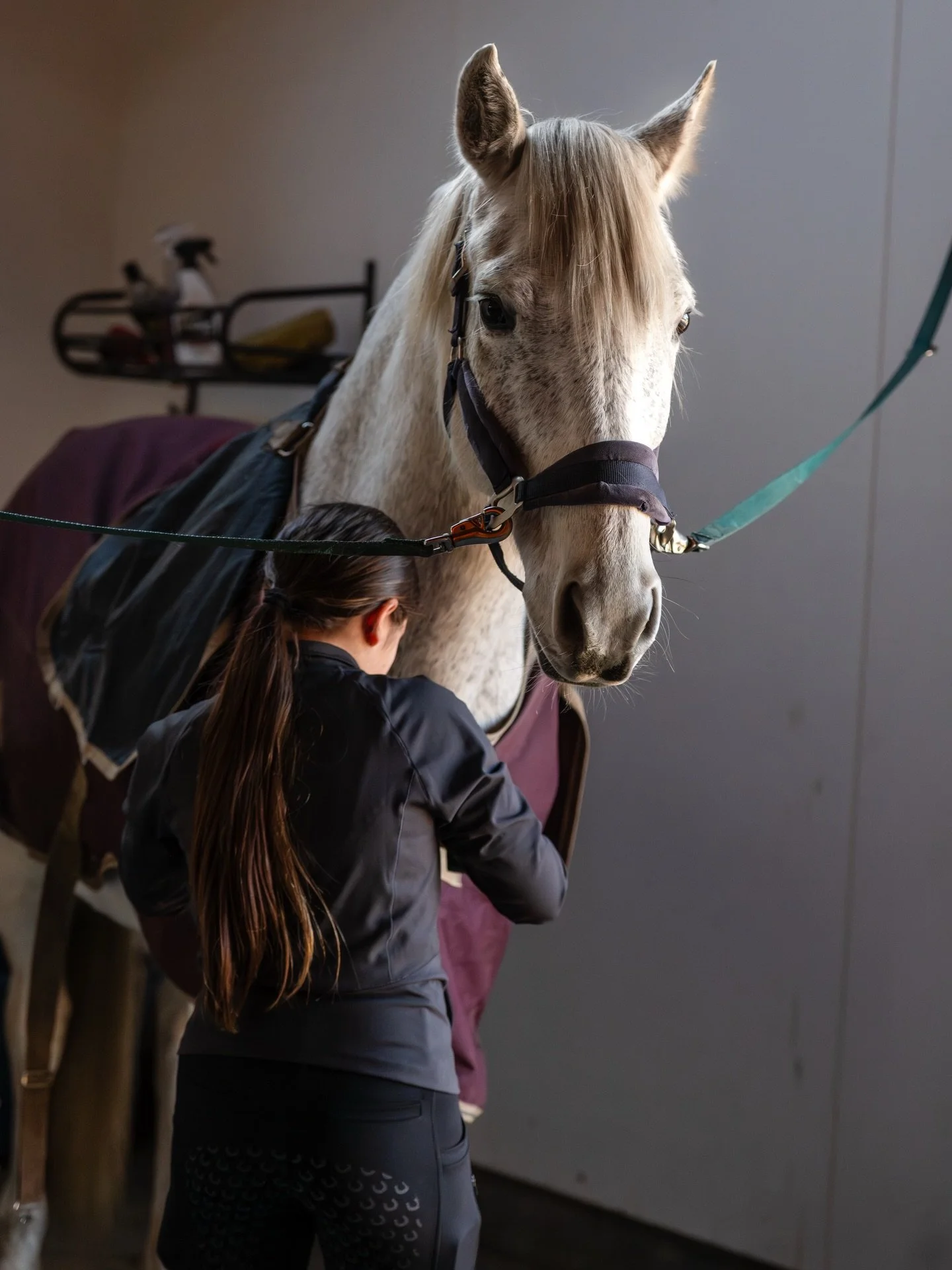 We are looking forward to spring over here! Cannot wait for a few projects we have planned for the farm! 

Improvements to our jump field and sand arena are on the list. What are some of your favorite amenities you like to see? Drop some ideas below 