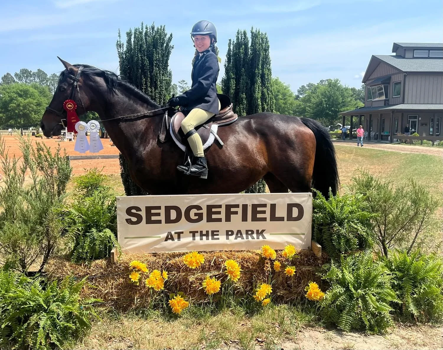 horse with ribbons at Sedgefield show