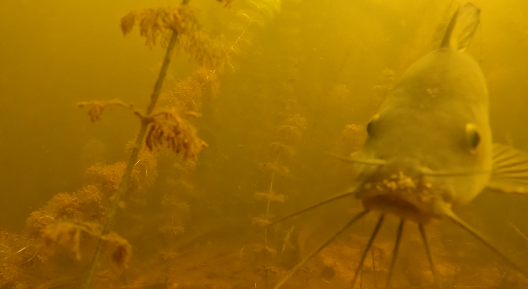 20231006-Catfish_Screenshot_V1.png
