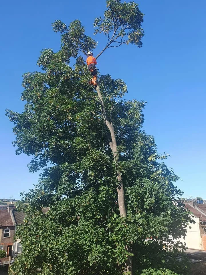 Tree Climbing to dismantle and fell a large tree at a residential property