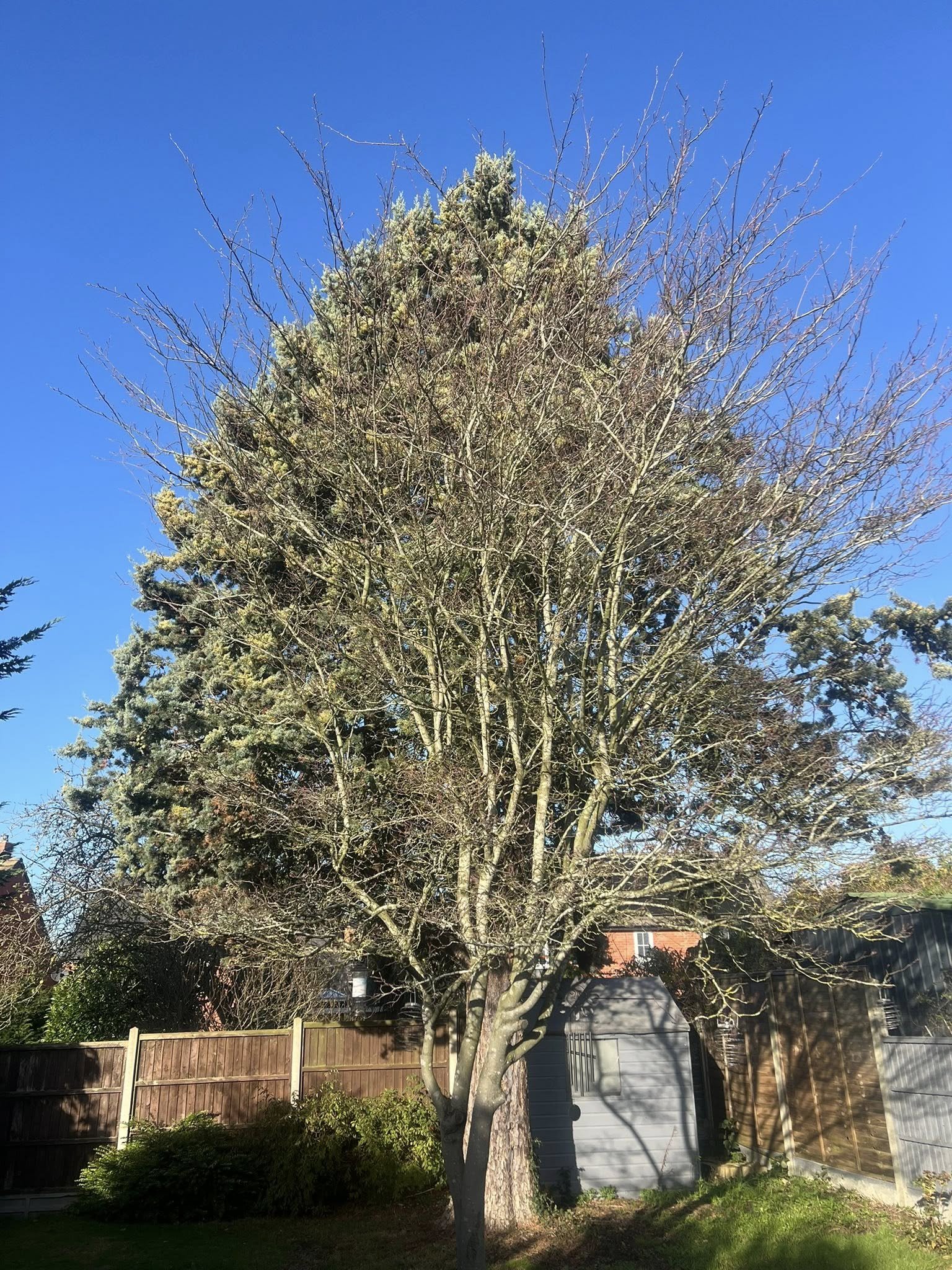 Before tree removal at a residential property