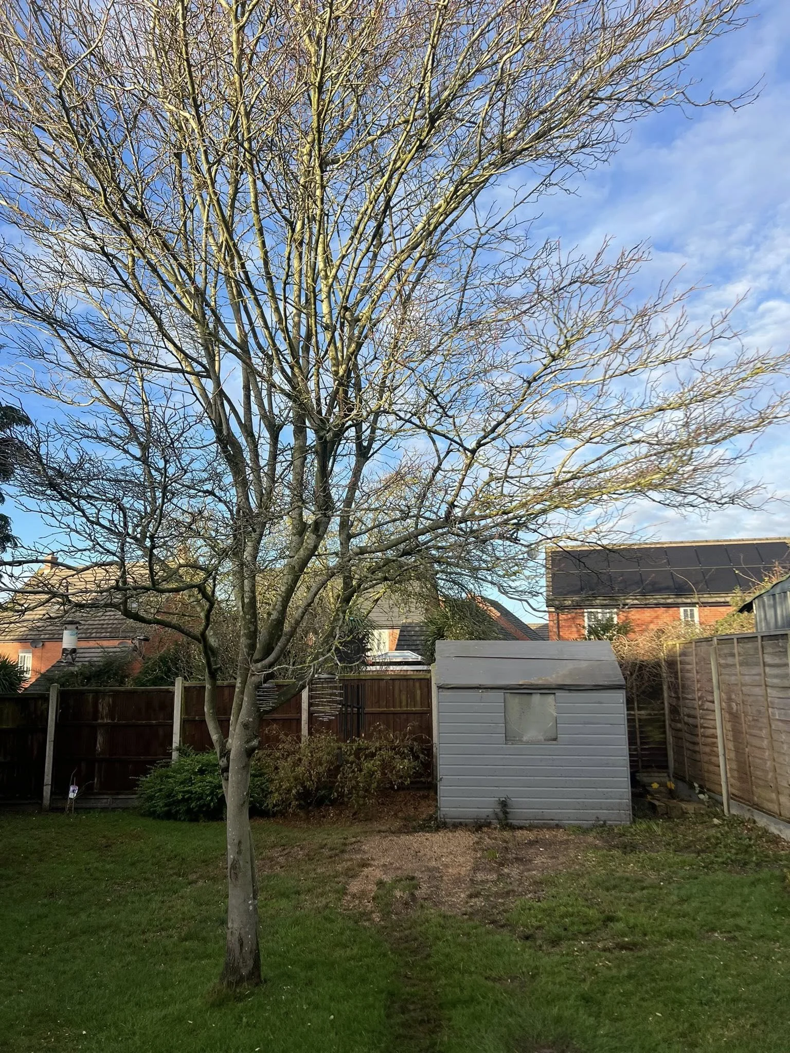 After tree removal at a residential property