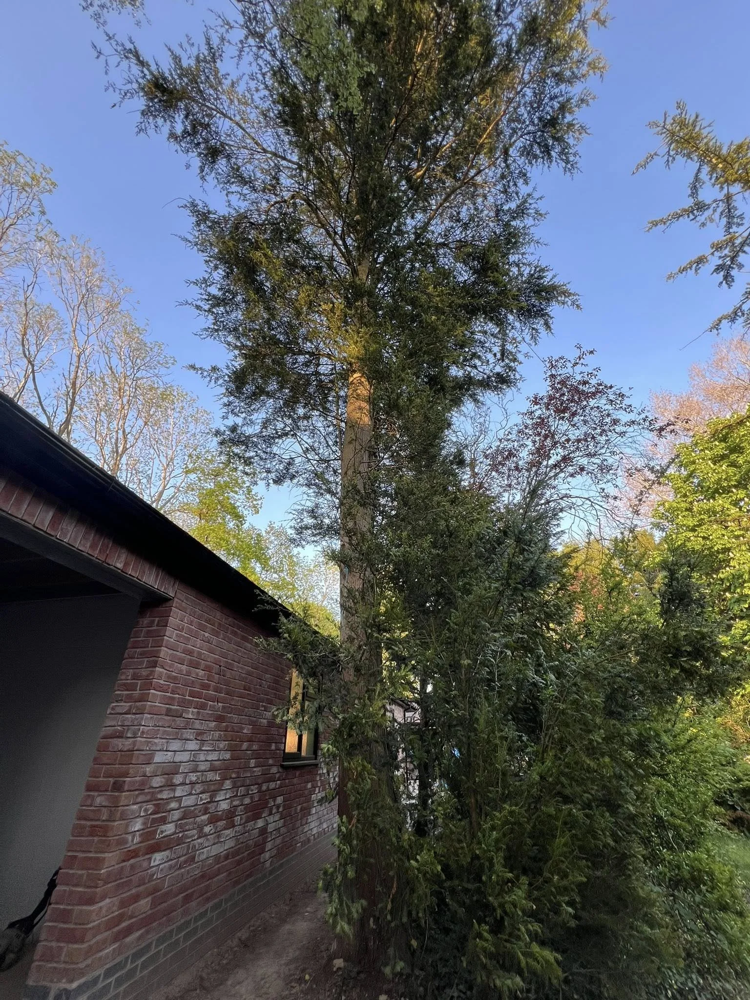 Before tree removal in a tight area at a residential property