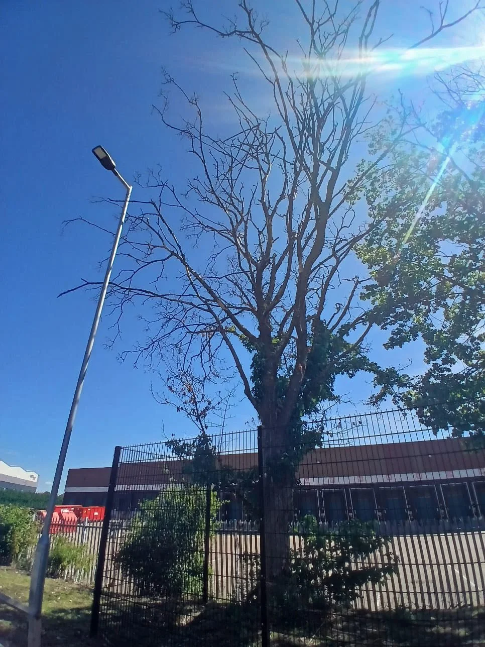 Before tree removal at an industrial unit