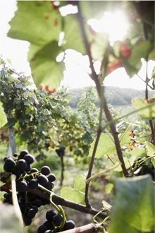 Trauben reifen an den Reben im Weinberg bei Sonnenlicht.