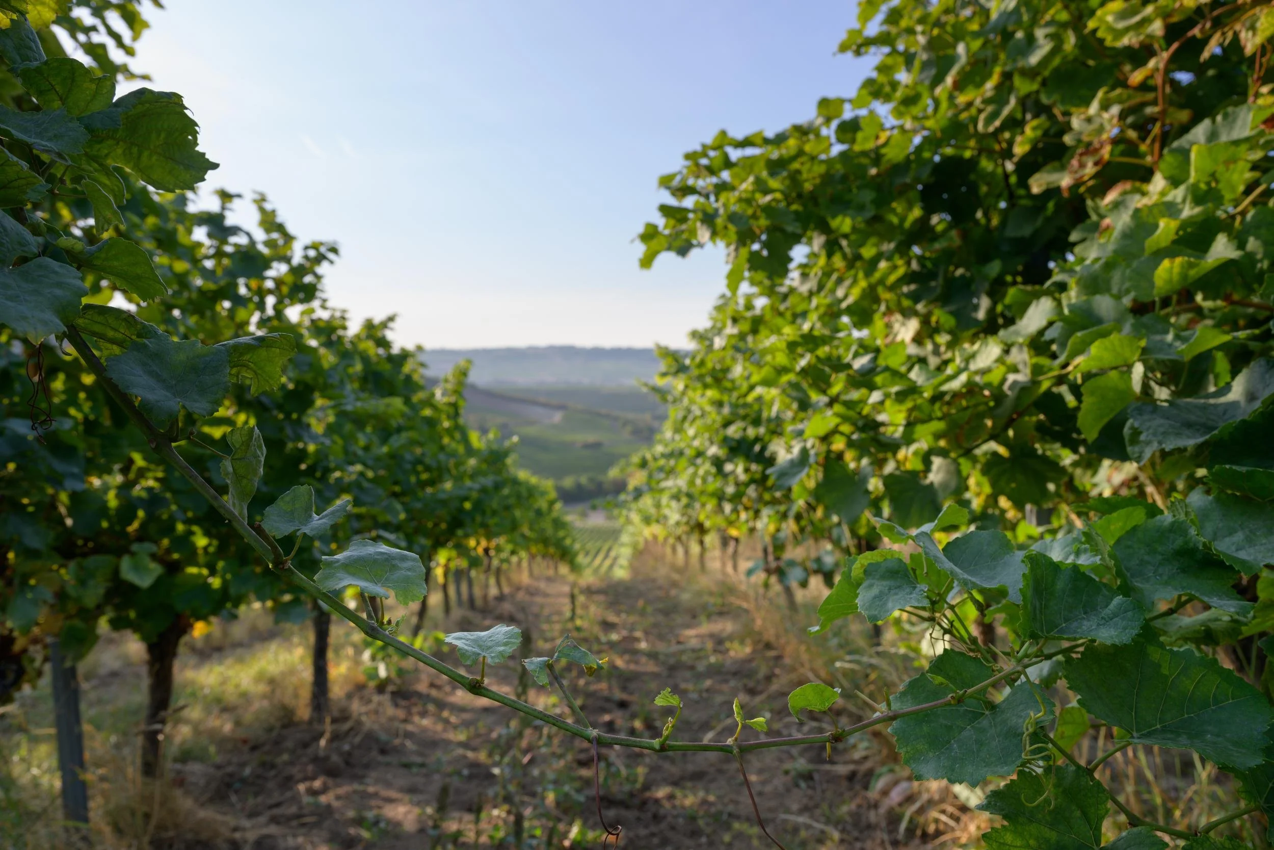 Die 5 besten Bio Weingüter in Rheinhessen 2026