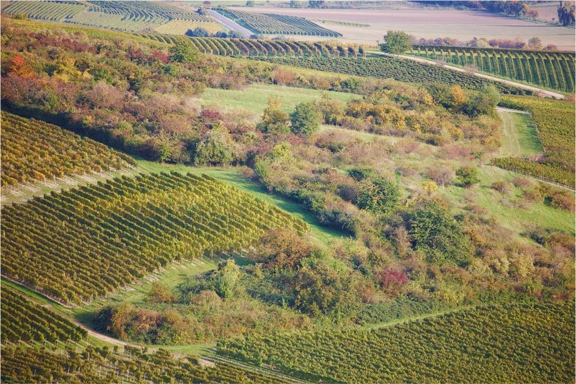 Landschaft mit Weinbergen und bunten Bäumen in hügeliger Region im Herbst.