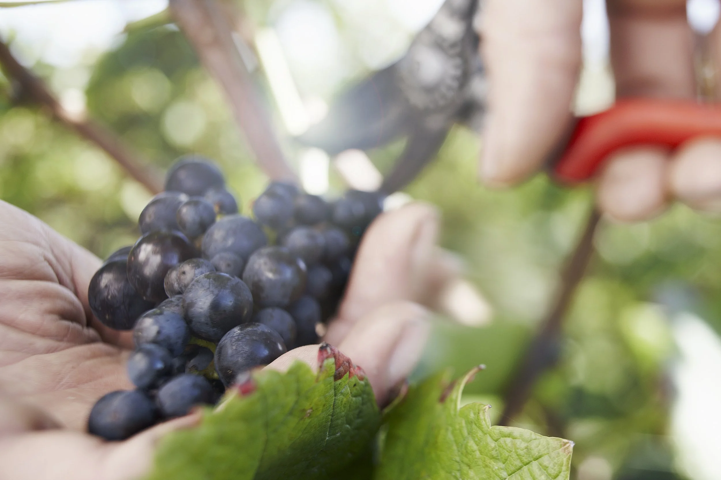 Hände ernten dunkle Trauben an einer Weinrebe im Grünen bei Sonnenschein.