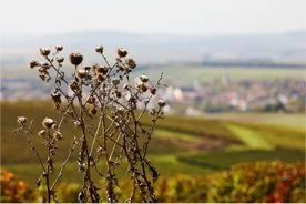 Trockene, verblühte Pflanzen vor einer hügeligen Landschaft mit Feldern im Hintergrund.