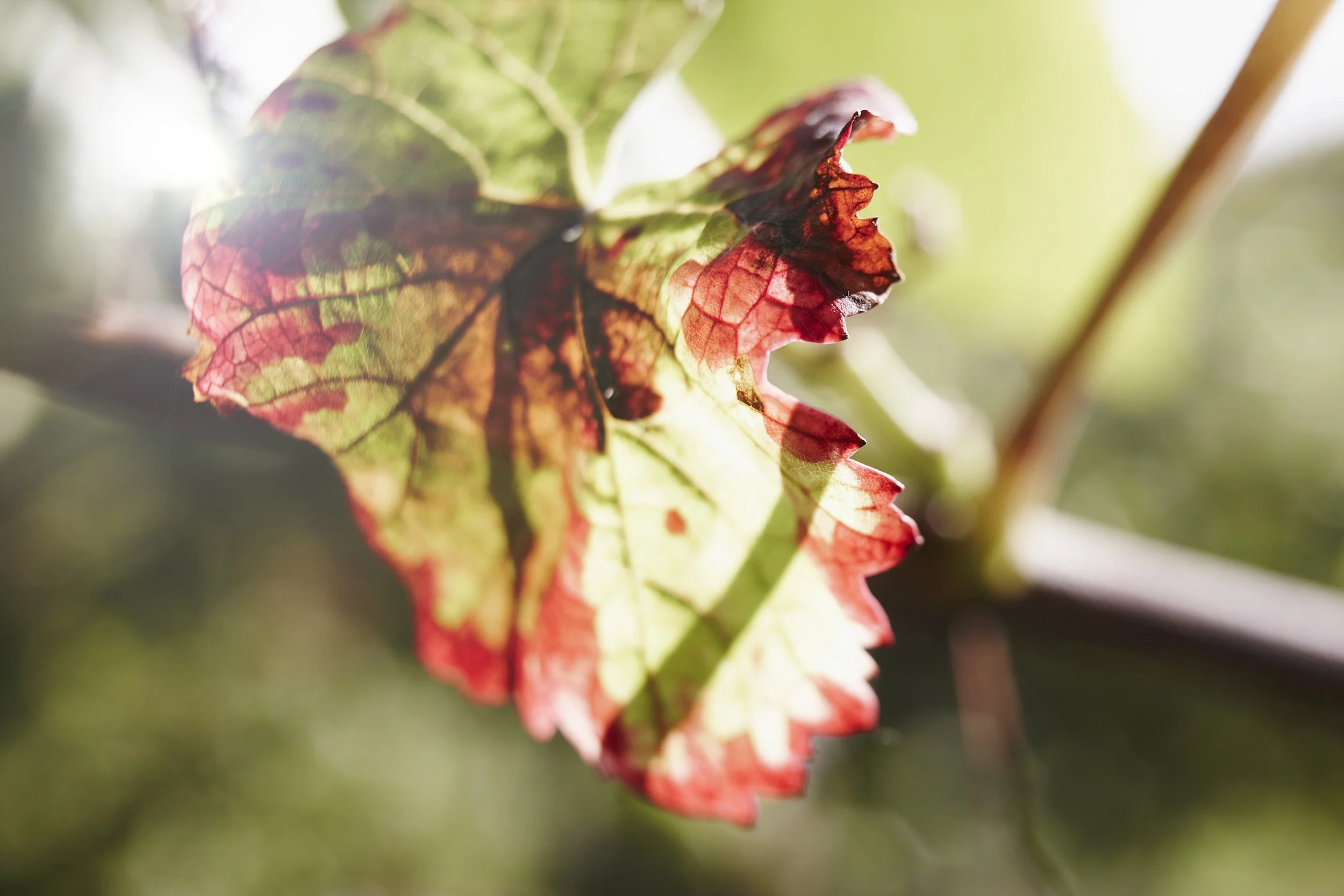 Nahaufnahme eines bunt verfärbten Herbstlaubs mit rotem, gelbem und grünem Farbton, durch Sonnenlicht beleuchtet.