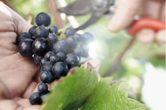 Hand hält eine Traube, im Hintergrund Schere beim Rebschnitt, Weinrebe mit grünem Blatt.