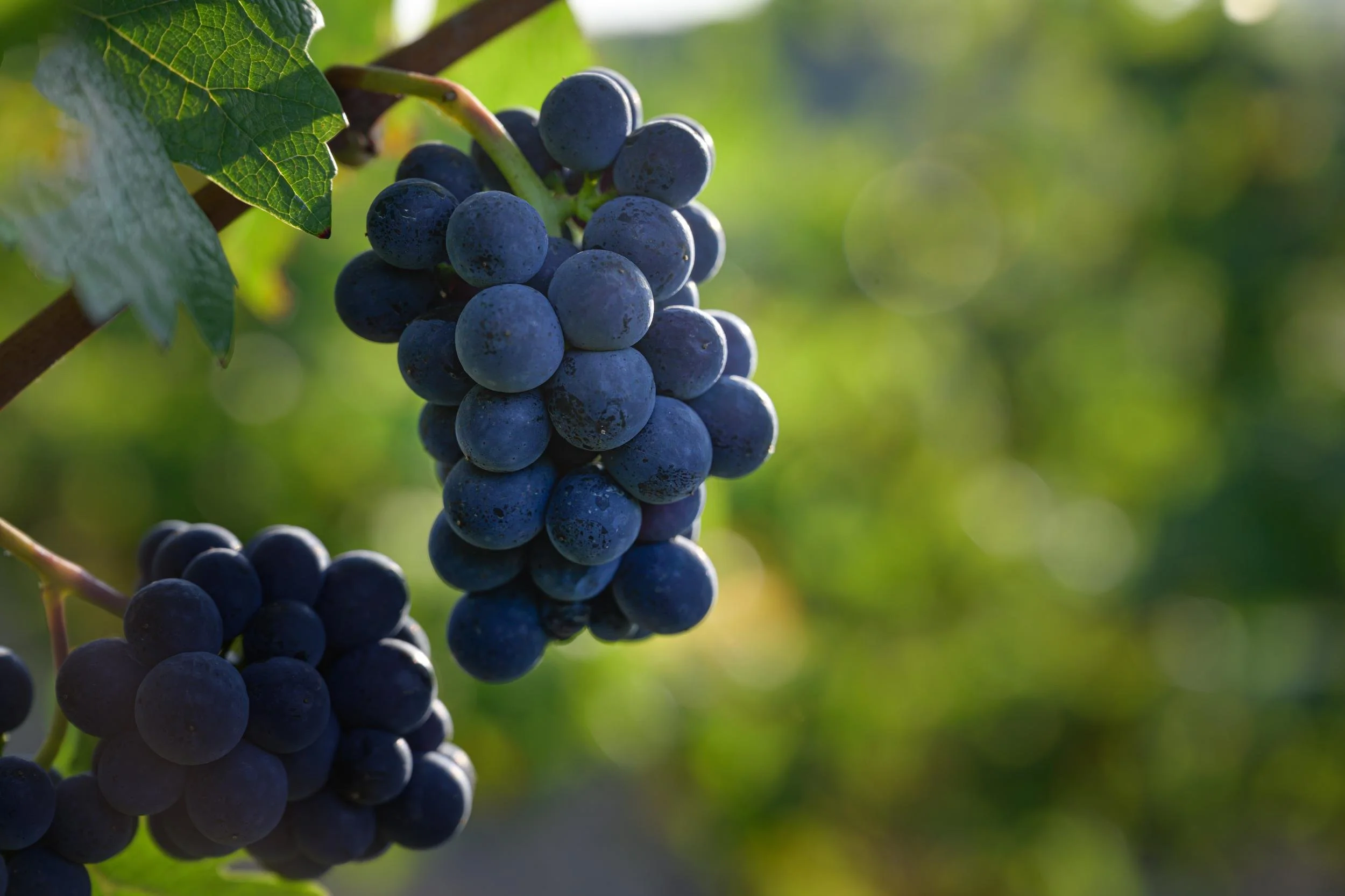 Weinprobe