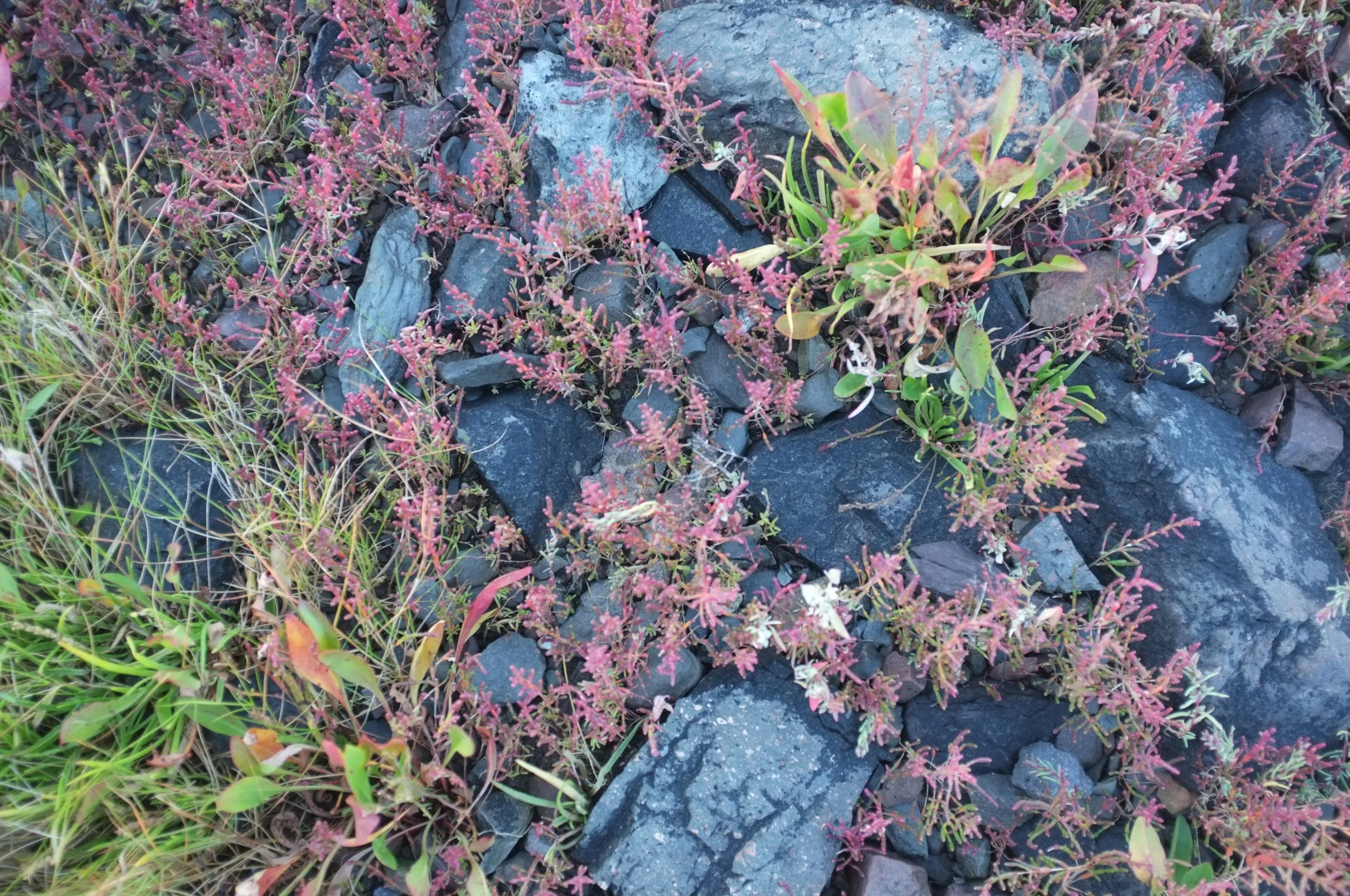 DSCF1132.JPG