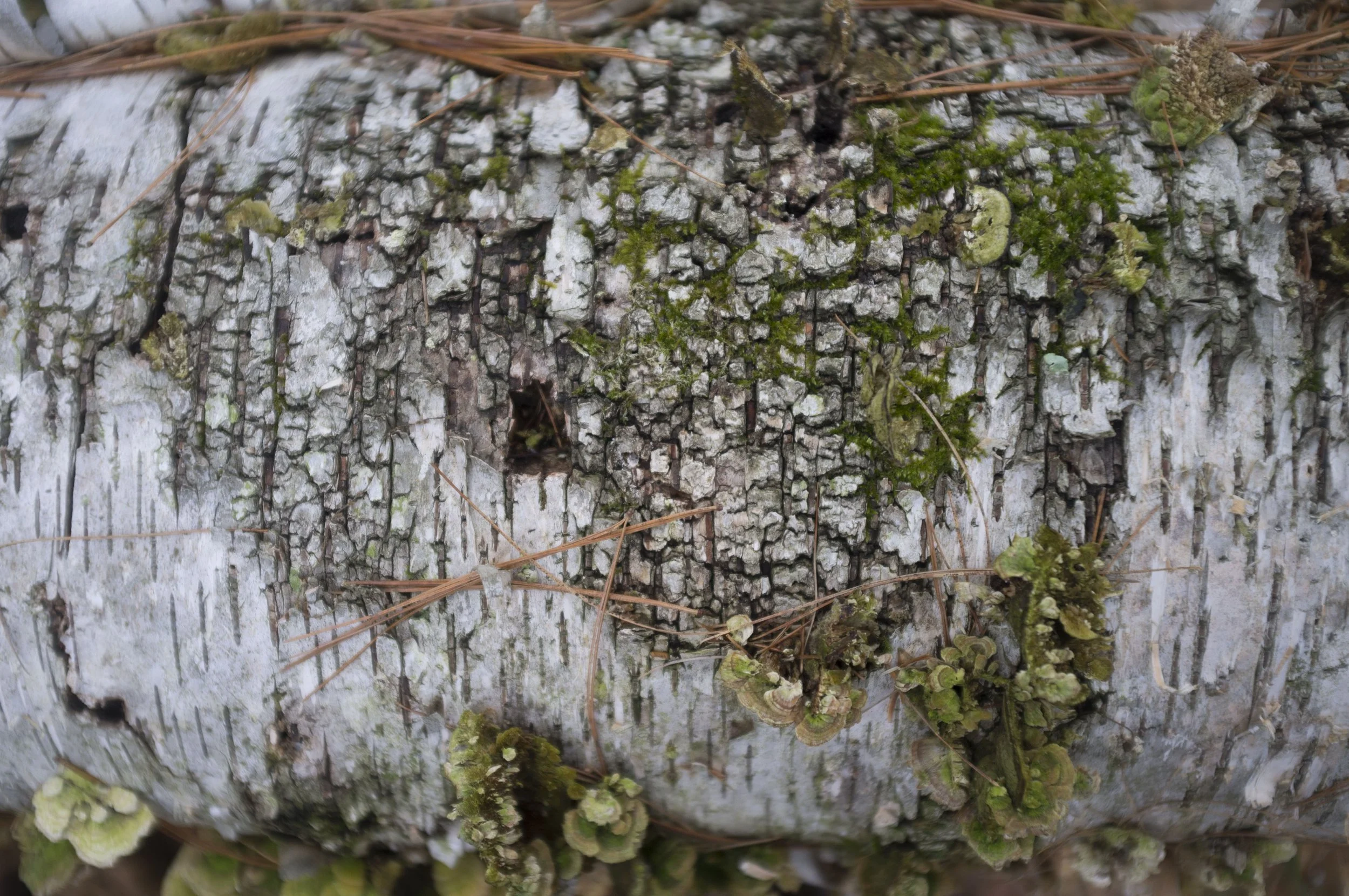 Pine Trees &amp; Me: What We Miss When We Judge Too Quickly