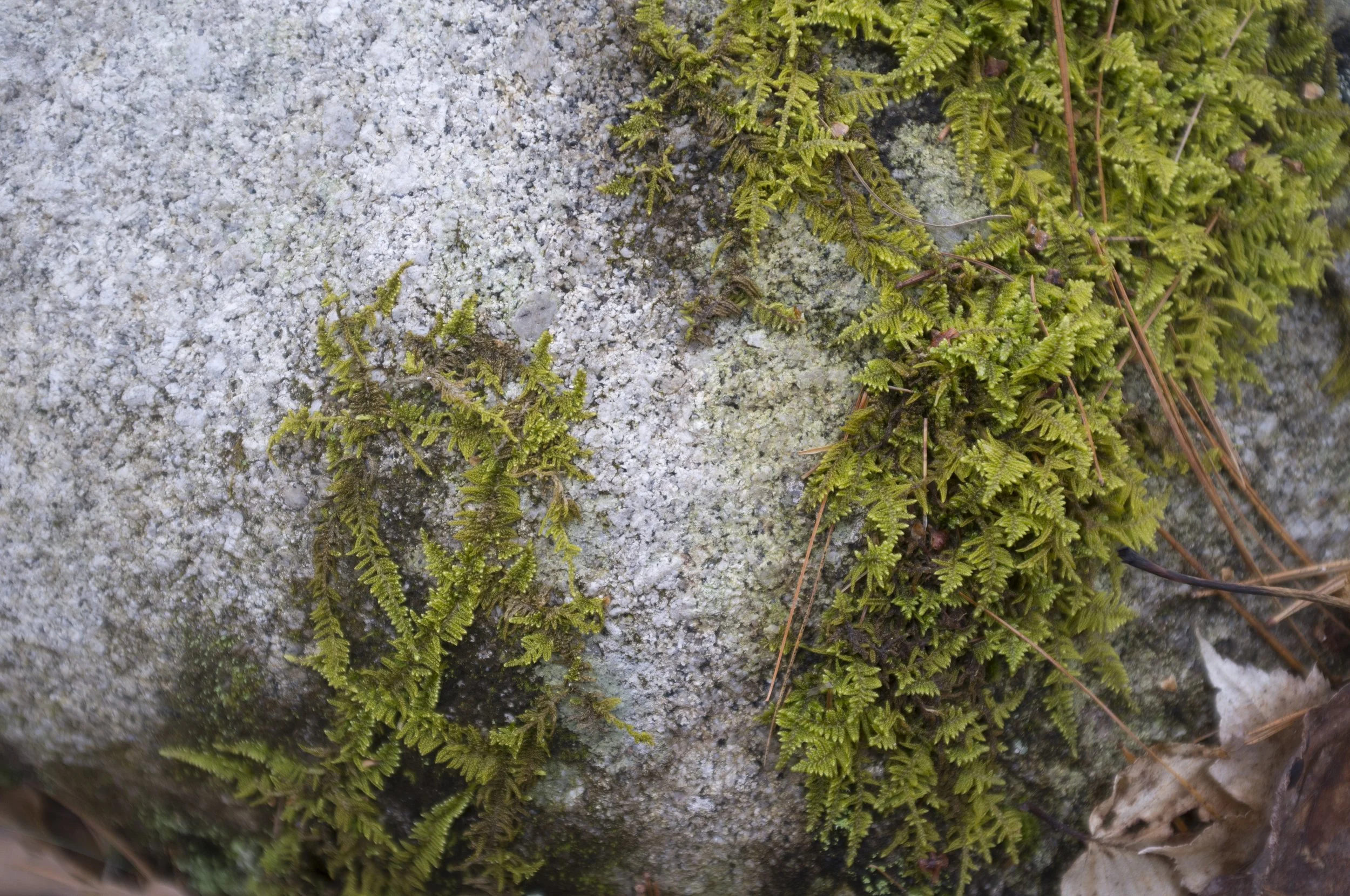 Moss and Lichen