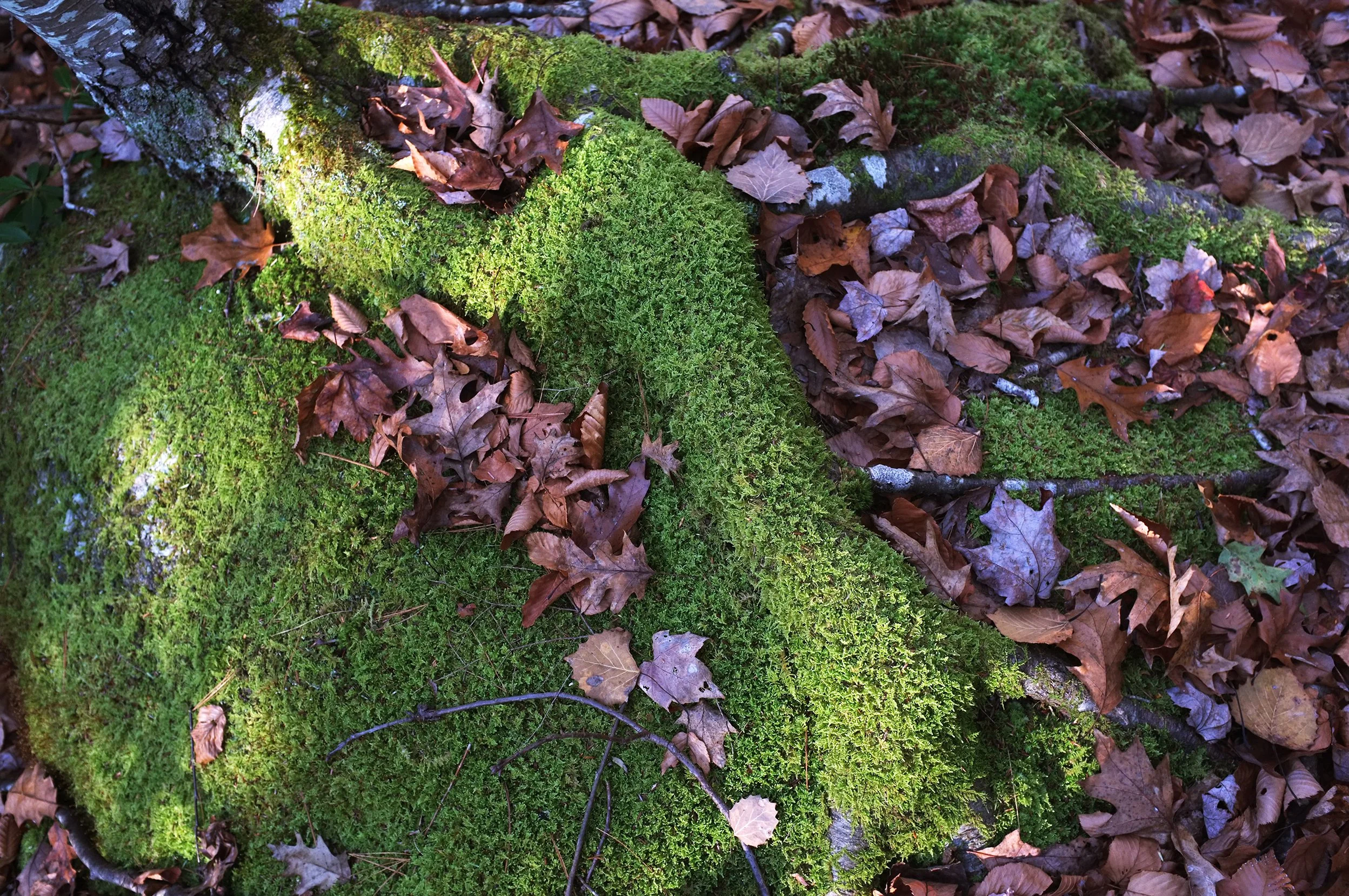 DSCF1054_web.jpg