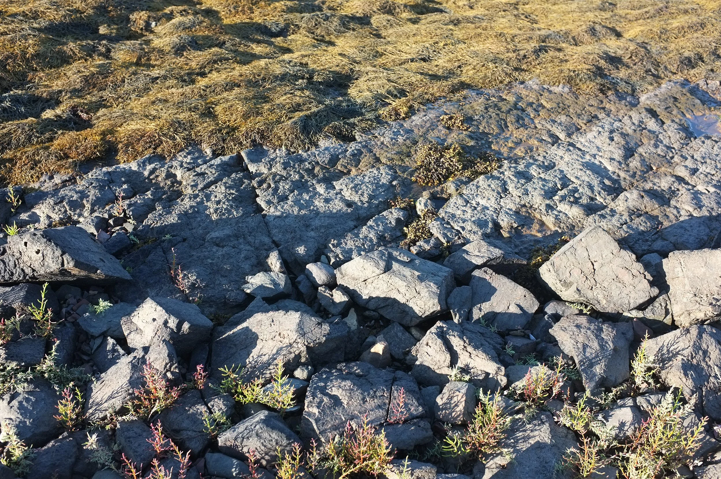 DSCF1126_web.jpg