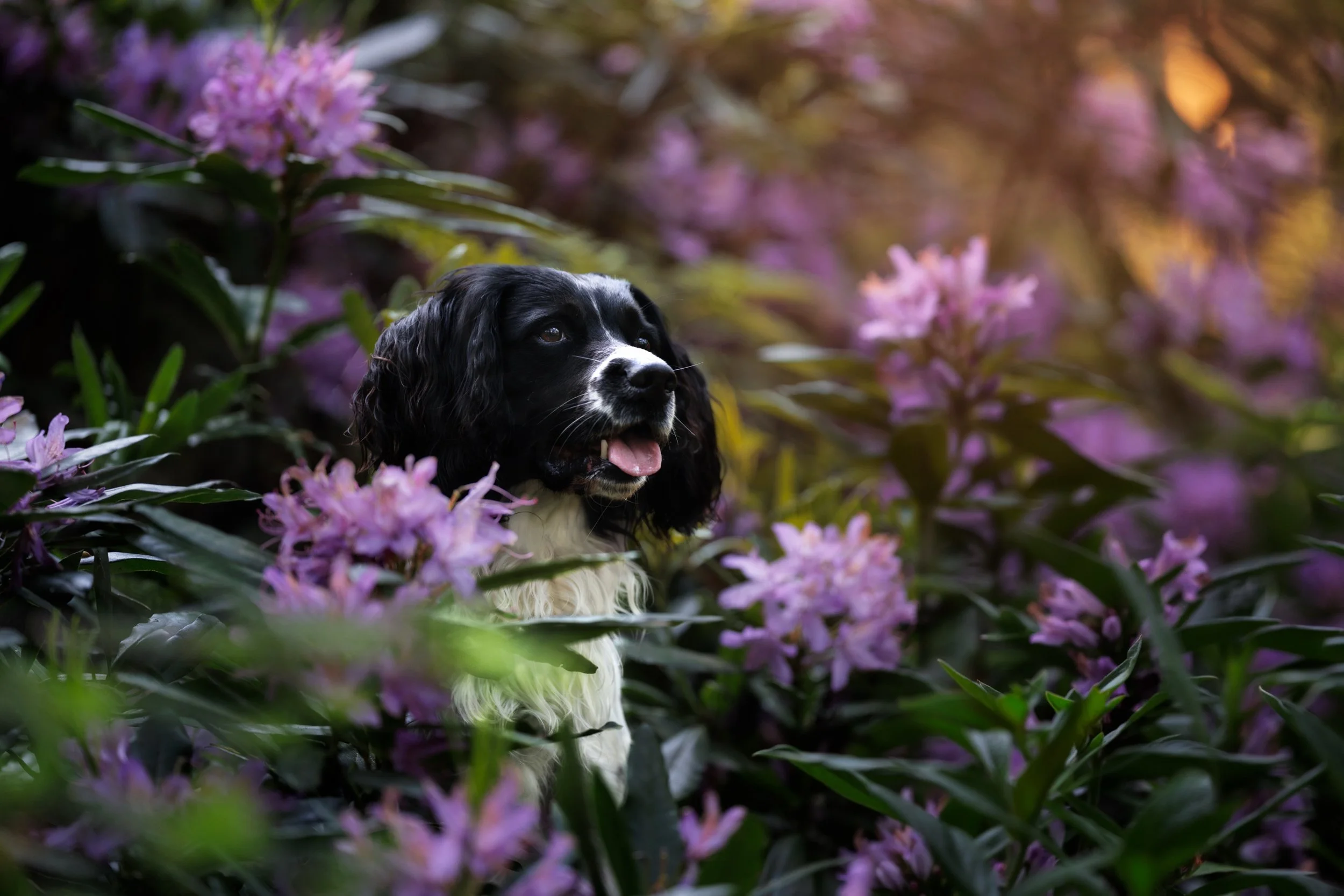 Bloom where you&rsquo;re loved. 🌸🐶

Every dog deserves their moment to shine.
Let&rsquo;s create beautiful memories you&rsquo;ll treasure forever.

✨ Photoshoot session now available.Send me a DM if you interested! 

#ViennasPawtraits #DogPortrait 