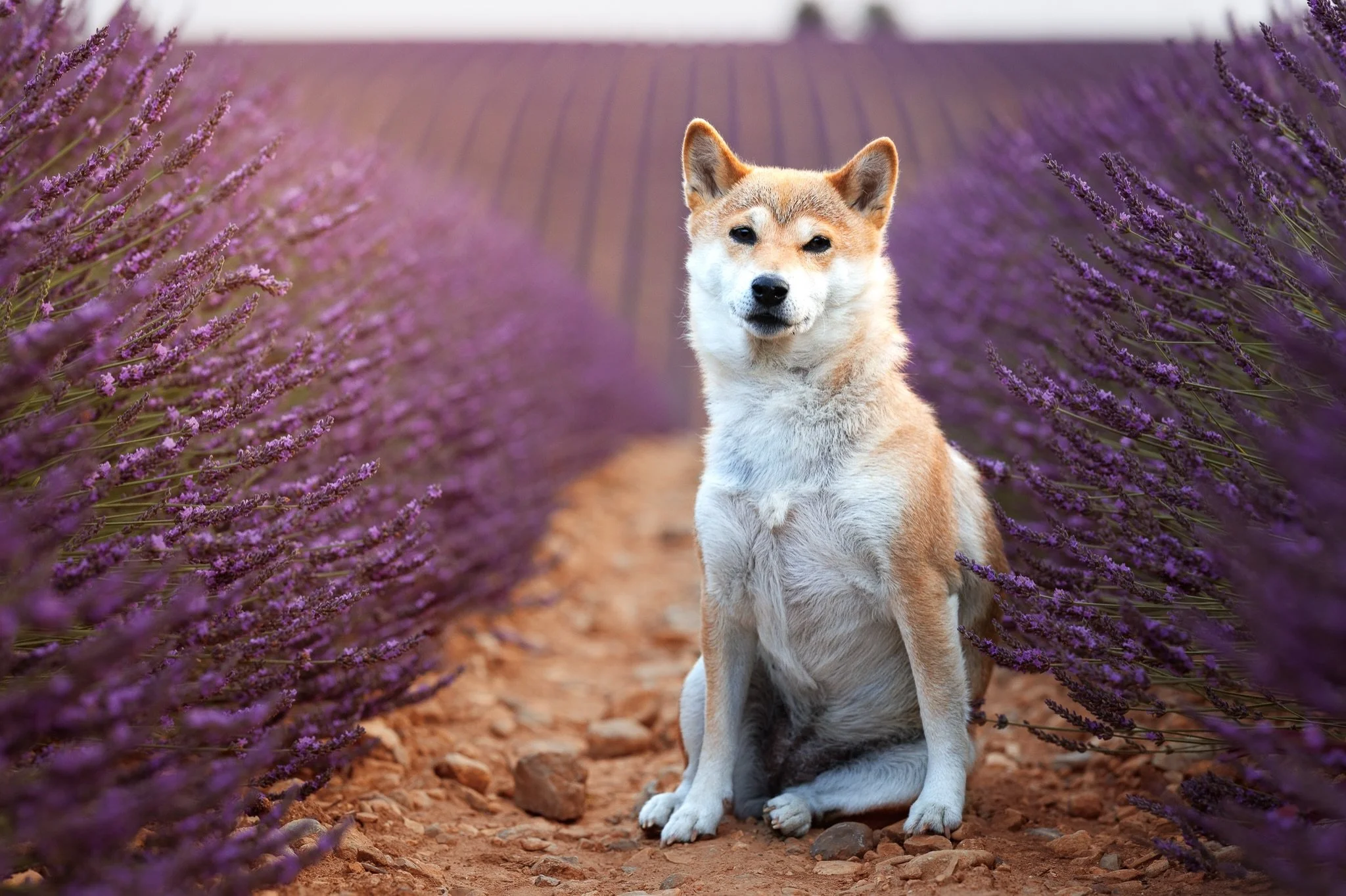 Some places feel almost too beautiful to be real.

Among the endless lavender fields of Valensole, every breeze carried the scent of summer, and for one quiet moment, time seemed to stand still.

This is why I love creating memories that feel just as