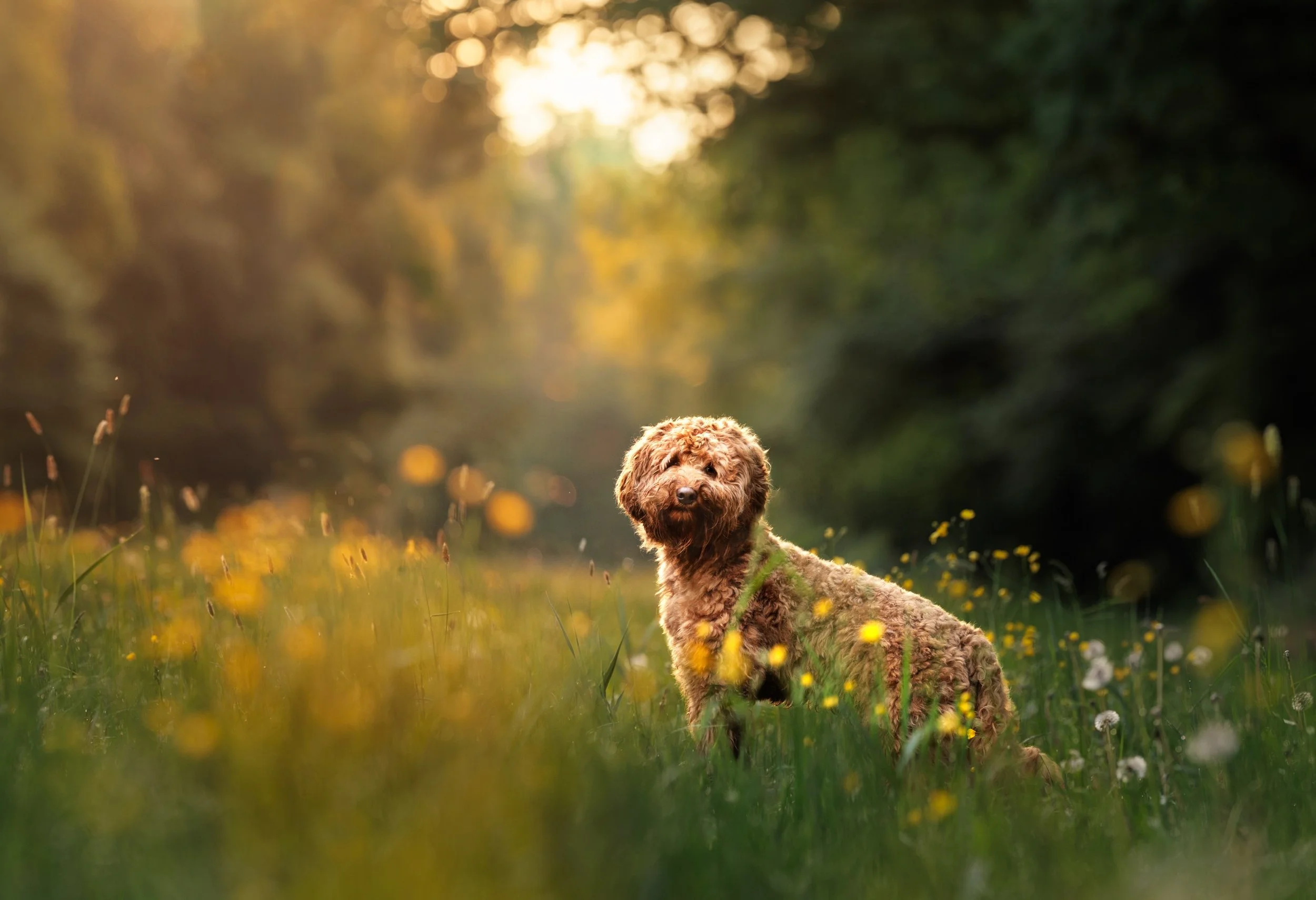 05:00 uur. De meeste mensen lagen nog lekker te slapen... 😴 Bobbie niet. 🐶

Samen met zijn baasje trokken we het Kralingse Bos in, precies op tijd voor dat magische ochtendlicht. Terwijl de zon langzaam tussen de bomen door kwam, ontstond dit prach