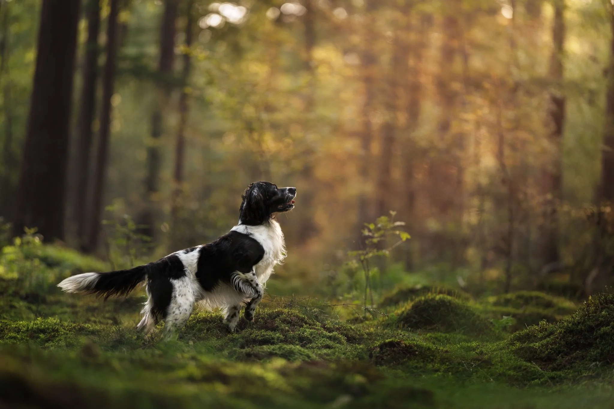 🐾 PORTFOLIO OPROEP 🐾

Voor aankomende zaterdag (23 mei) zoek ik een leuke hond (of meerdere honden) voor een magische portfolio shoot in de natuur rondom Rotterdam

📍omgeving Rotterdam
🌅 keuze uit zonsopkomst of zonsondergang

Wat je krijgt: 
- G