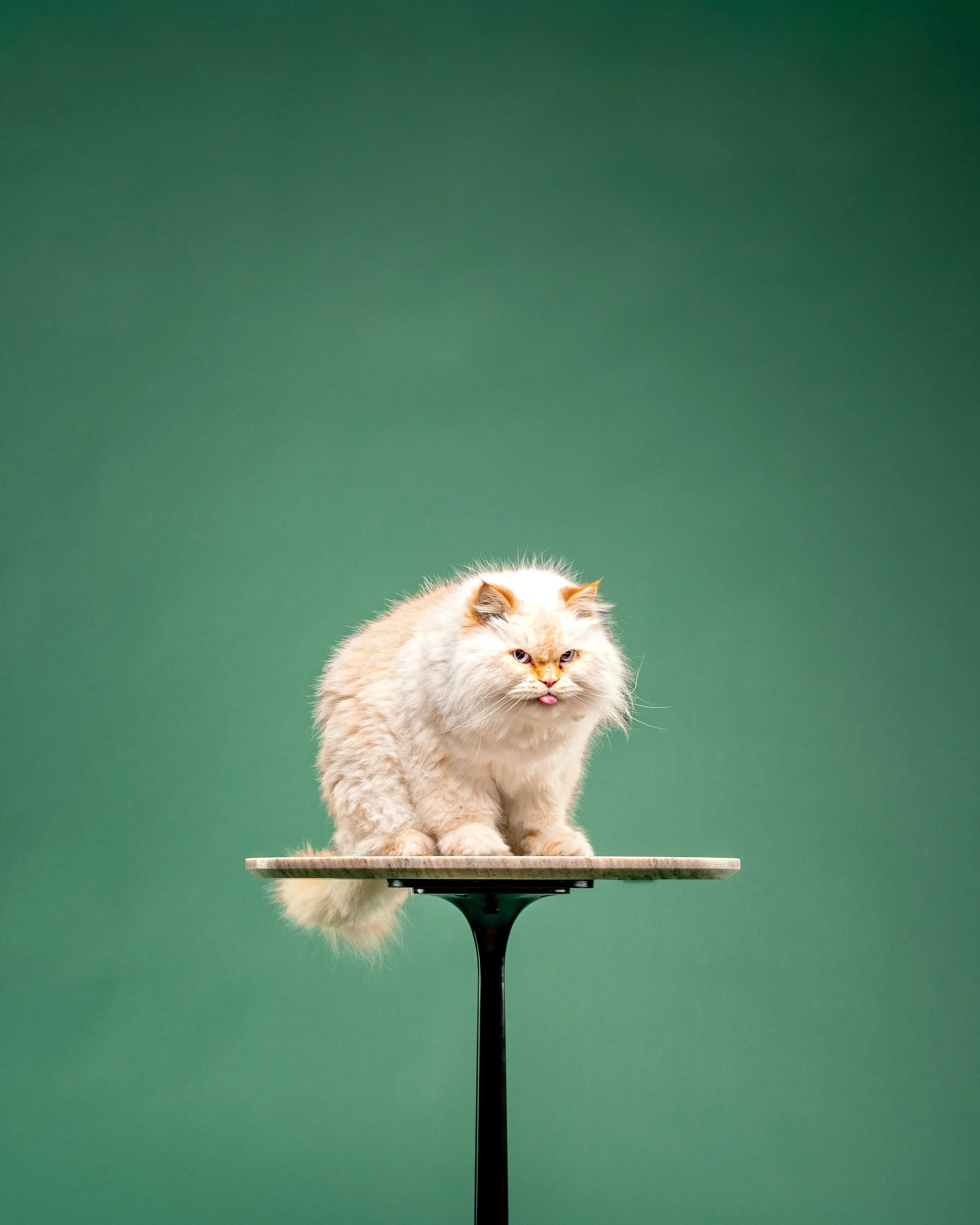 Auggie-Claude-33.jpg