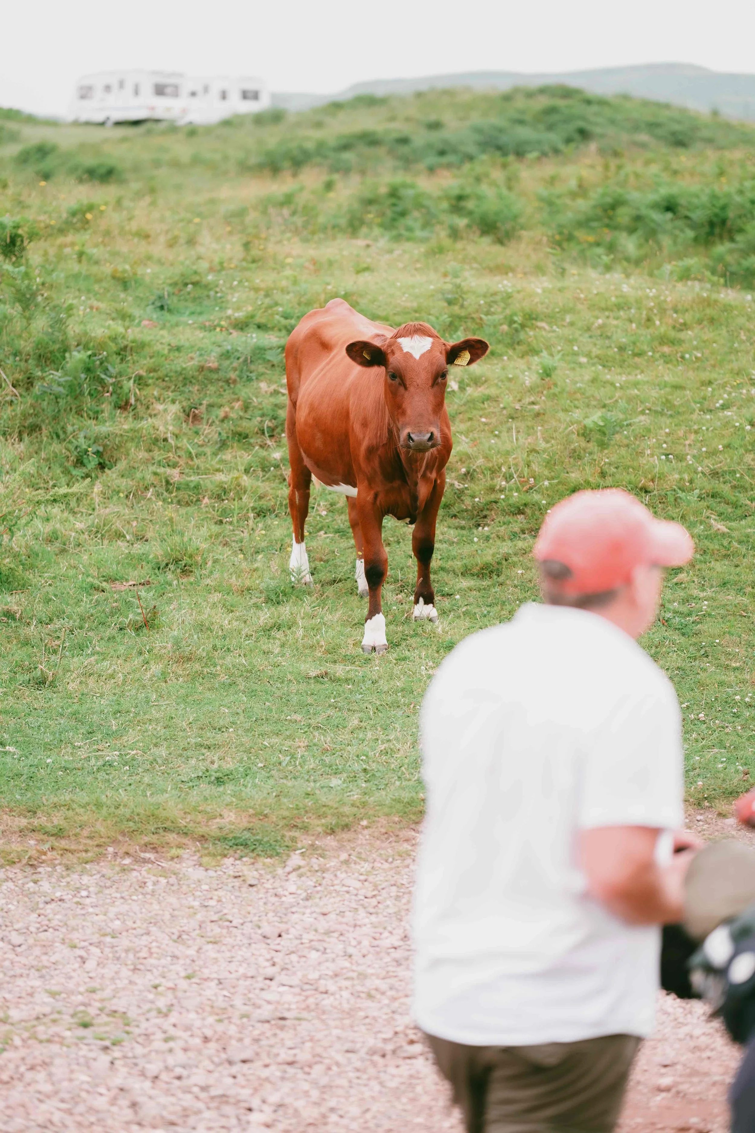 A person wearing a white shirt and a hat sitting on a gravel path, with a cow in the field facing the camera in the background. There is a camper in the hills in the distance.