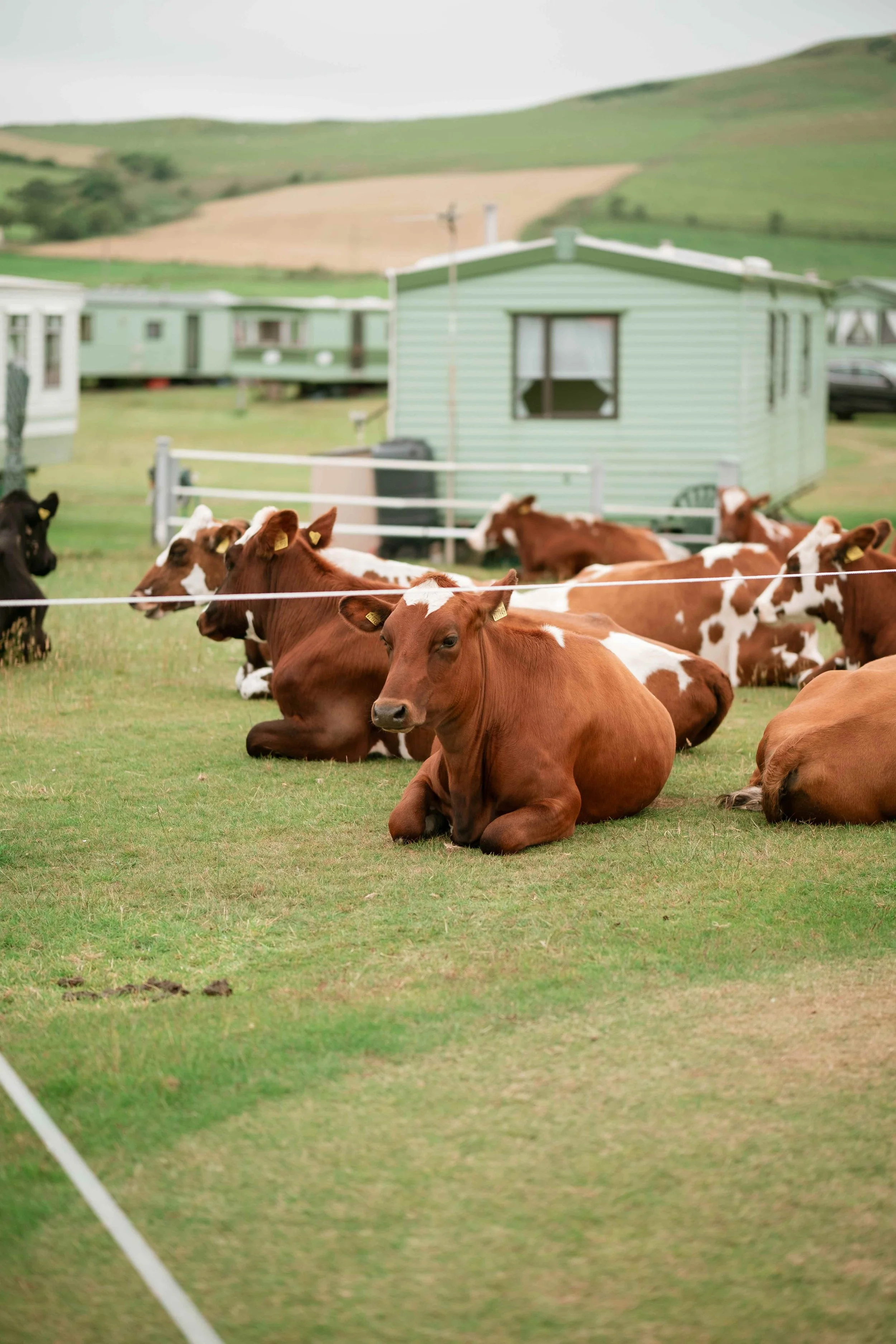 A group of cows resting on a grassy field with a fence in the foreground, and green hills and a house in the background.