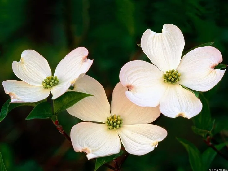 bf6896091808a491e1a09b3d59ef2a36--dogwood-trees-dogwood-flowers.jpg