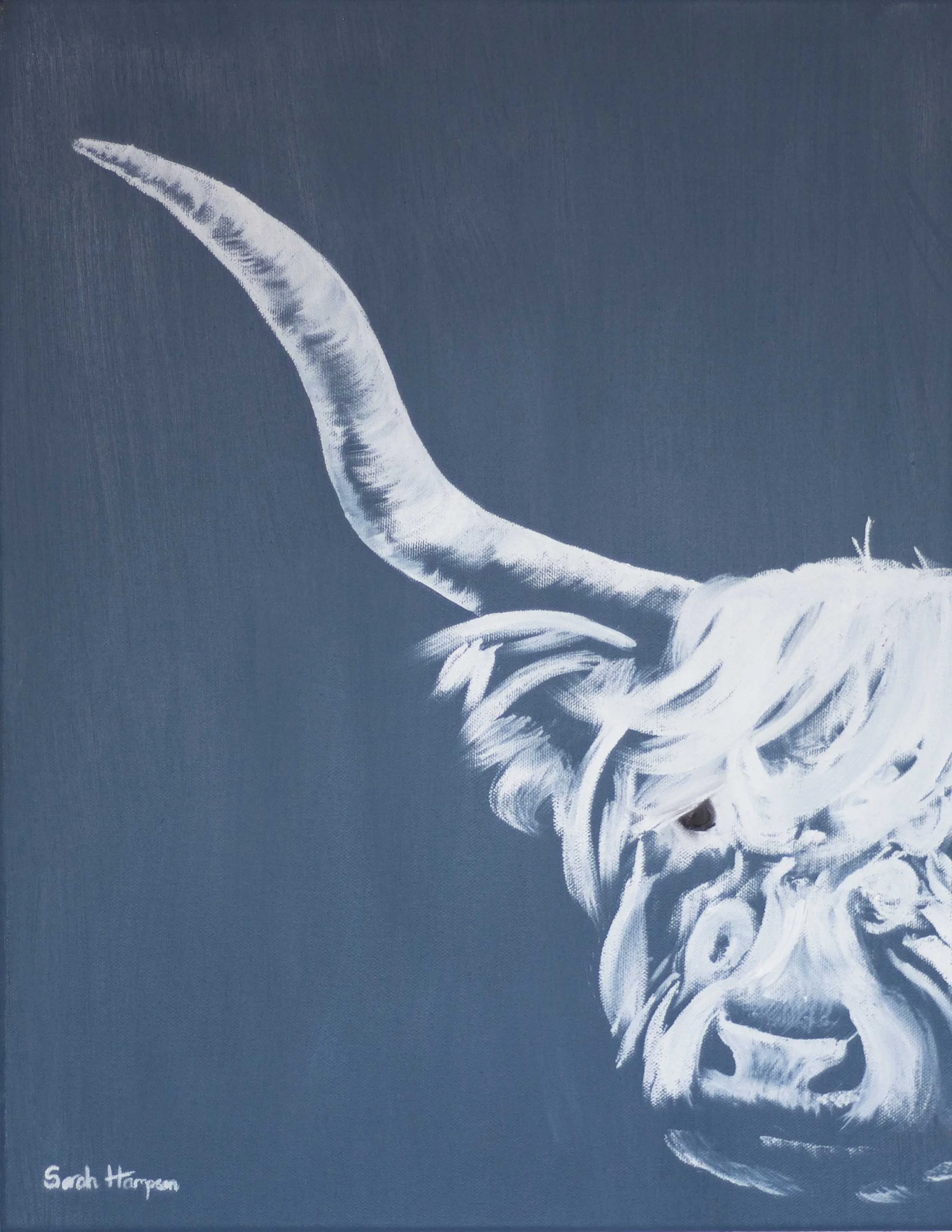 "Daisy" the Highland coo
