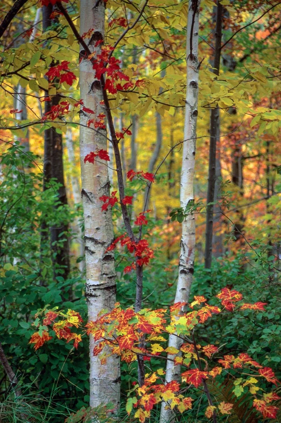 A forest scene with white birch trees surrounded by foliage in shades of green, yellow, and red in autumn.