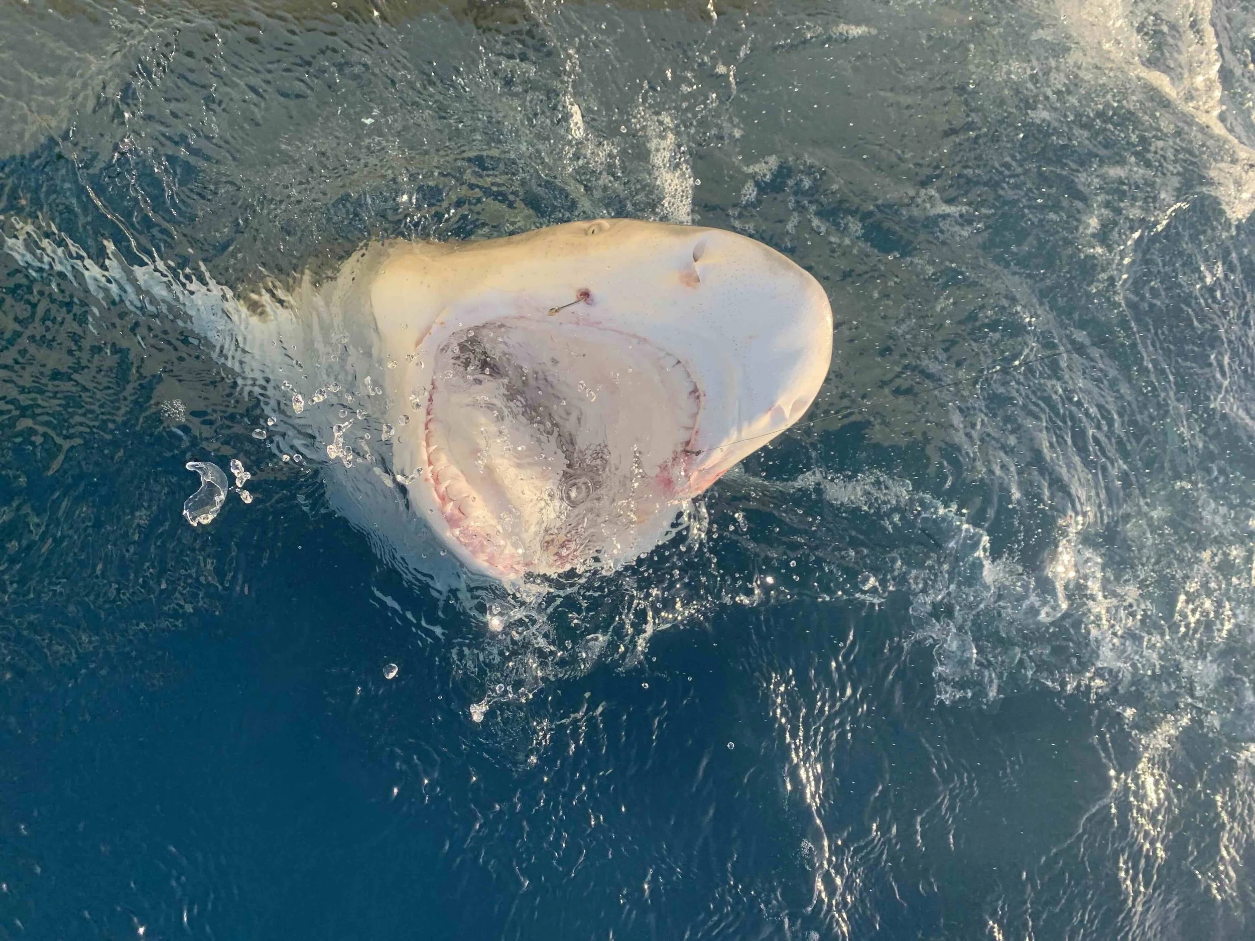 Shark.jpg