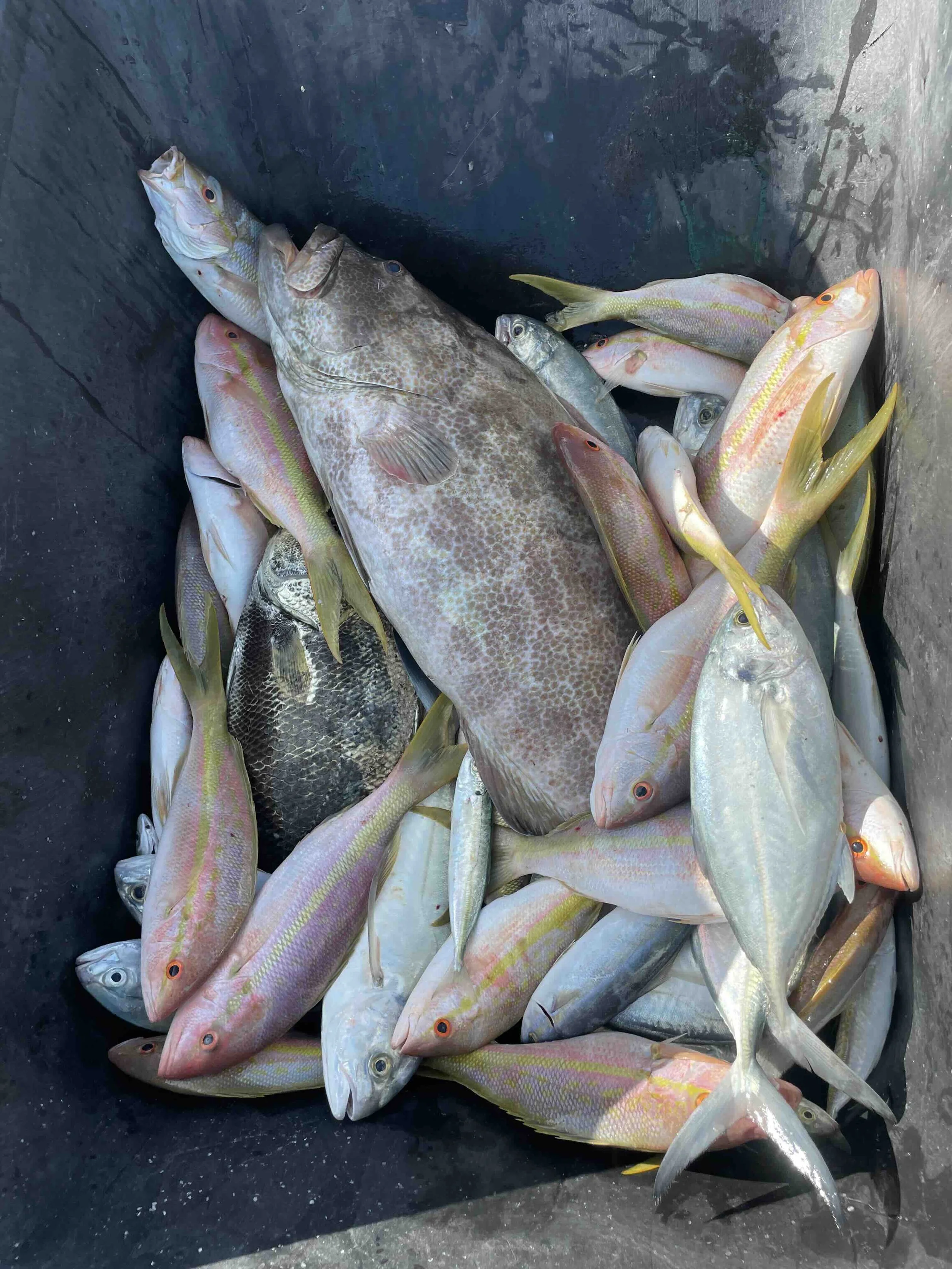 Fishy.jpg