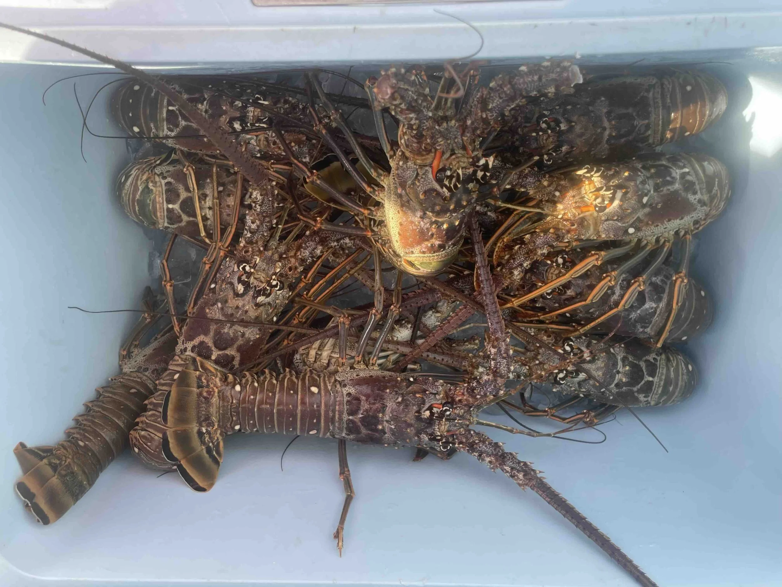 Lobstahh.jpg