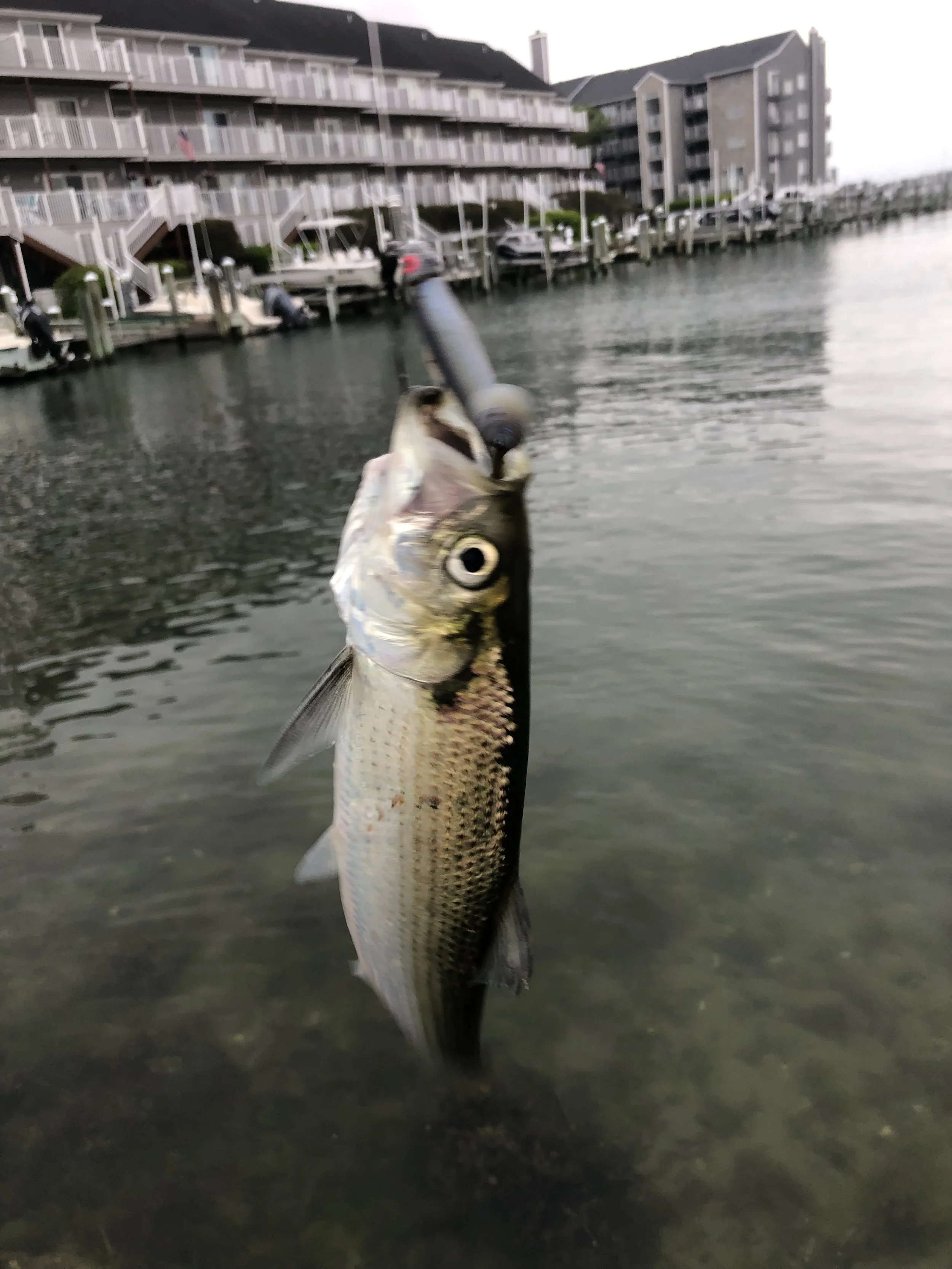 A fish caught on a fishing line held up near a body of water with residential buildings and boats docked along the water in the background .sandbar Captain Tilly OC Fishing Charters. Ocean City, MD