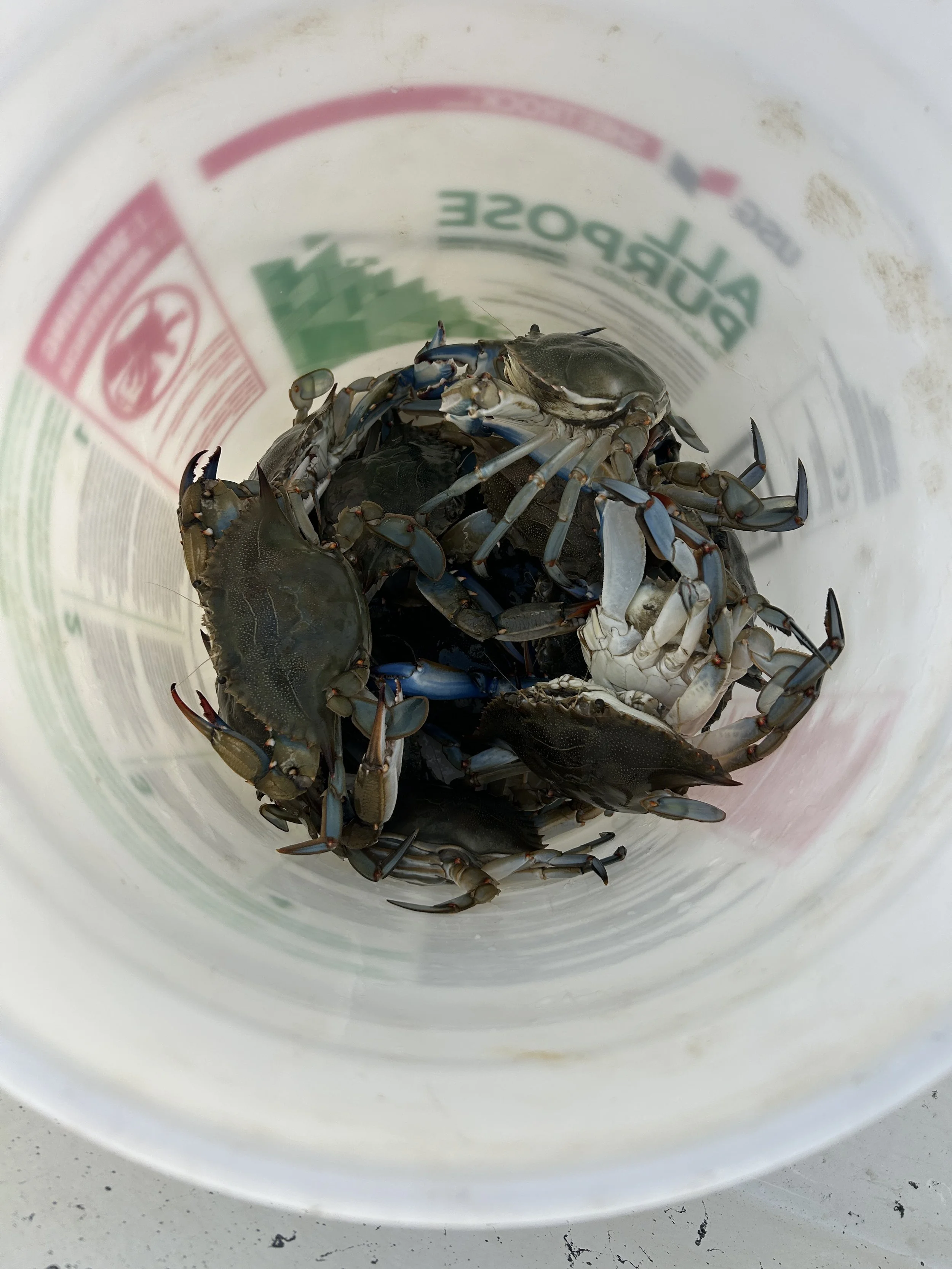 Several crabs inside a white container with a red and green label. sandbar Captain Tilly OC Fishing Charters. Ocean City, MD