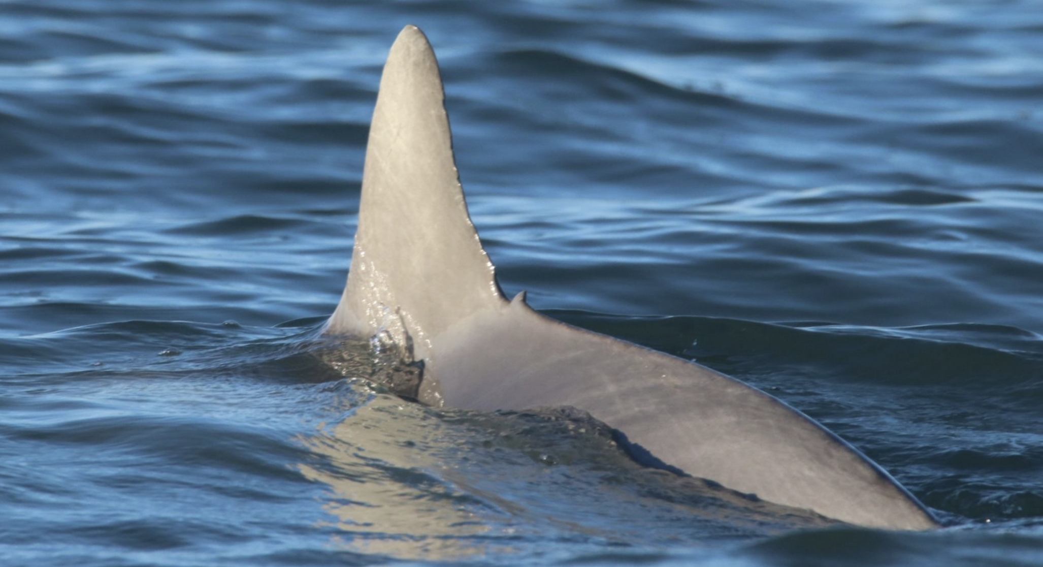 A close-up of a dolphin's dorsal fin cutting through the blue ocean surface.  Nature tours, sightseeing. Captain Tilly OC Fishing Charters. Ocean City, MD