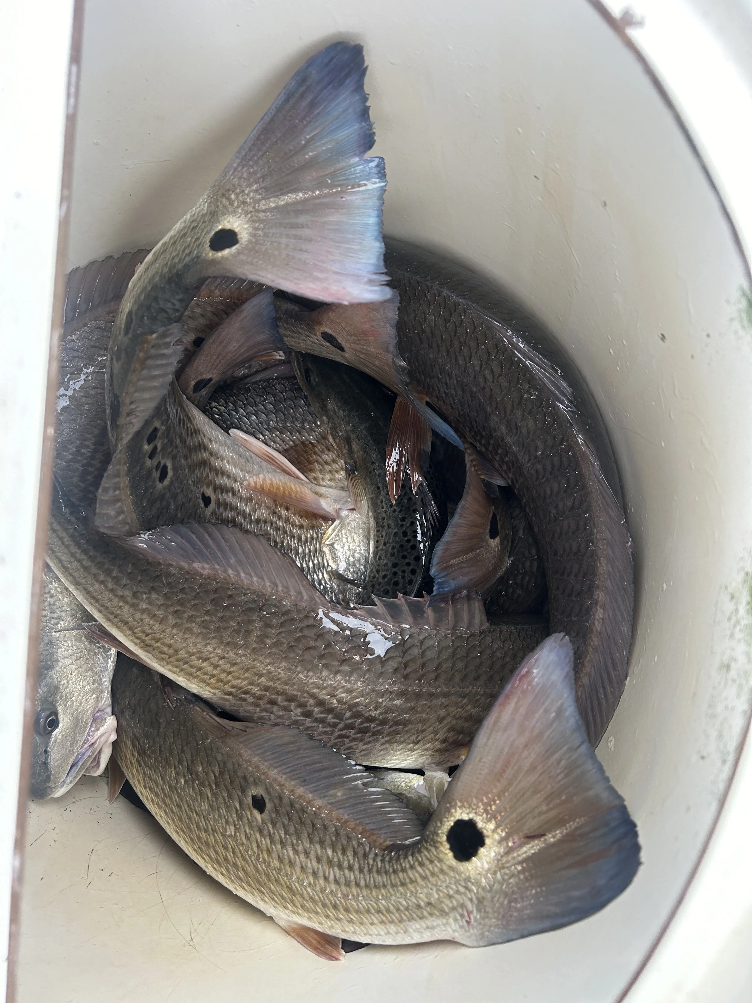 A bucket filled with several freshly caught fish with silver and gray scales, some with black spots, laying on a white surface. sandbar Captain Tilly OC Fishing Charters. Ocean City, MD