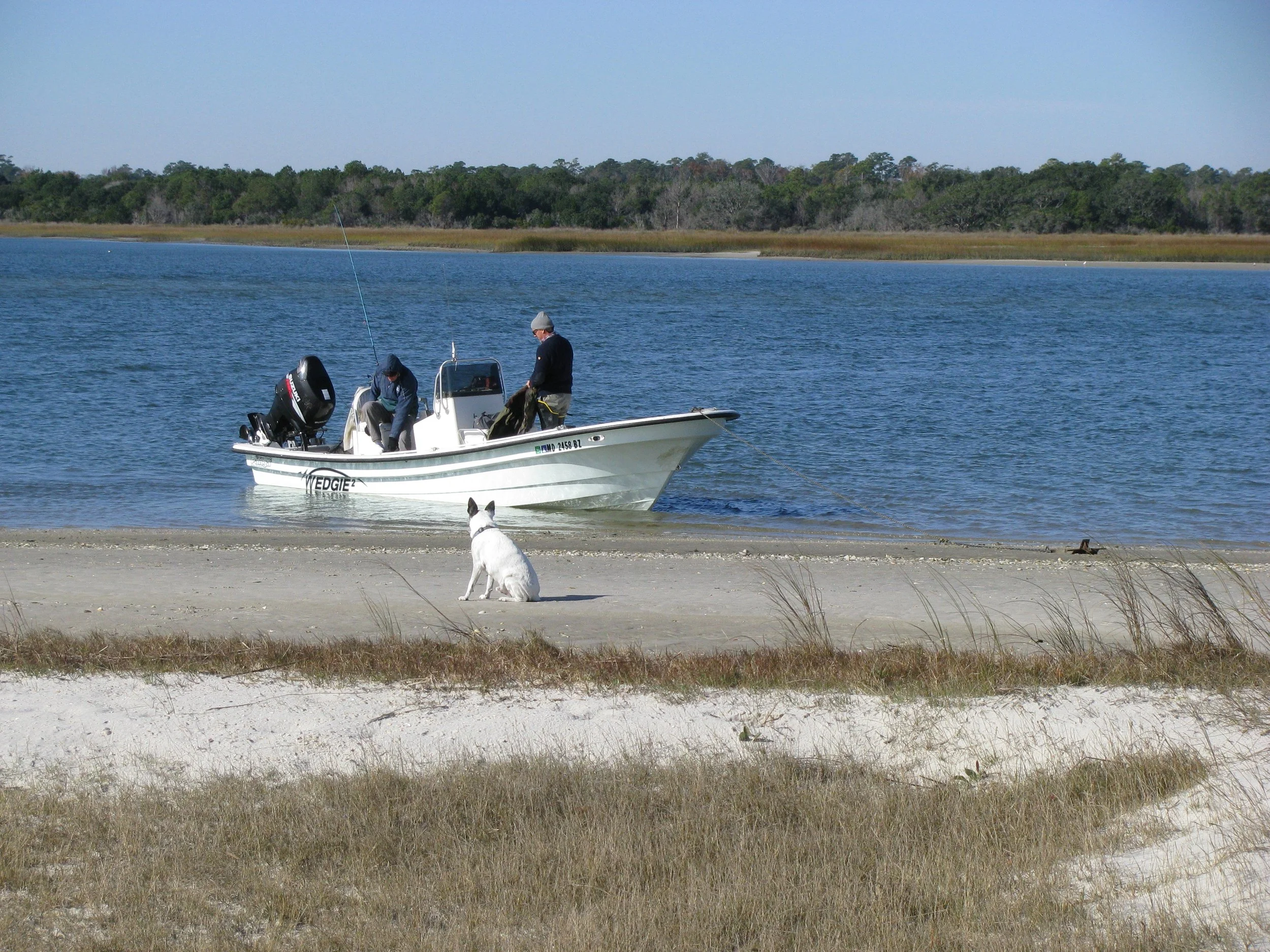 A small white boat with a black outboard motor on calm water near a sandy shore. Two men are on the boat, one sitting and the other standing. A dog is sitting on the beach facing the boat. sandbar Captain Tilly OC Fishing Charters. Ocean City, MD
