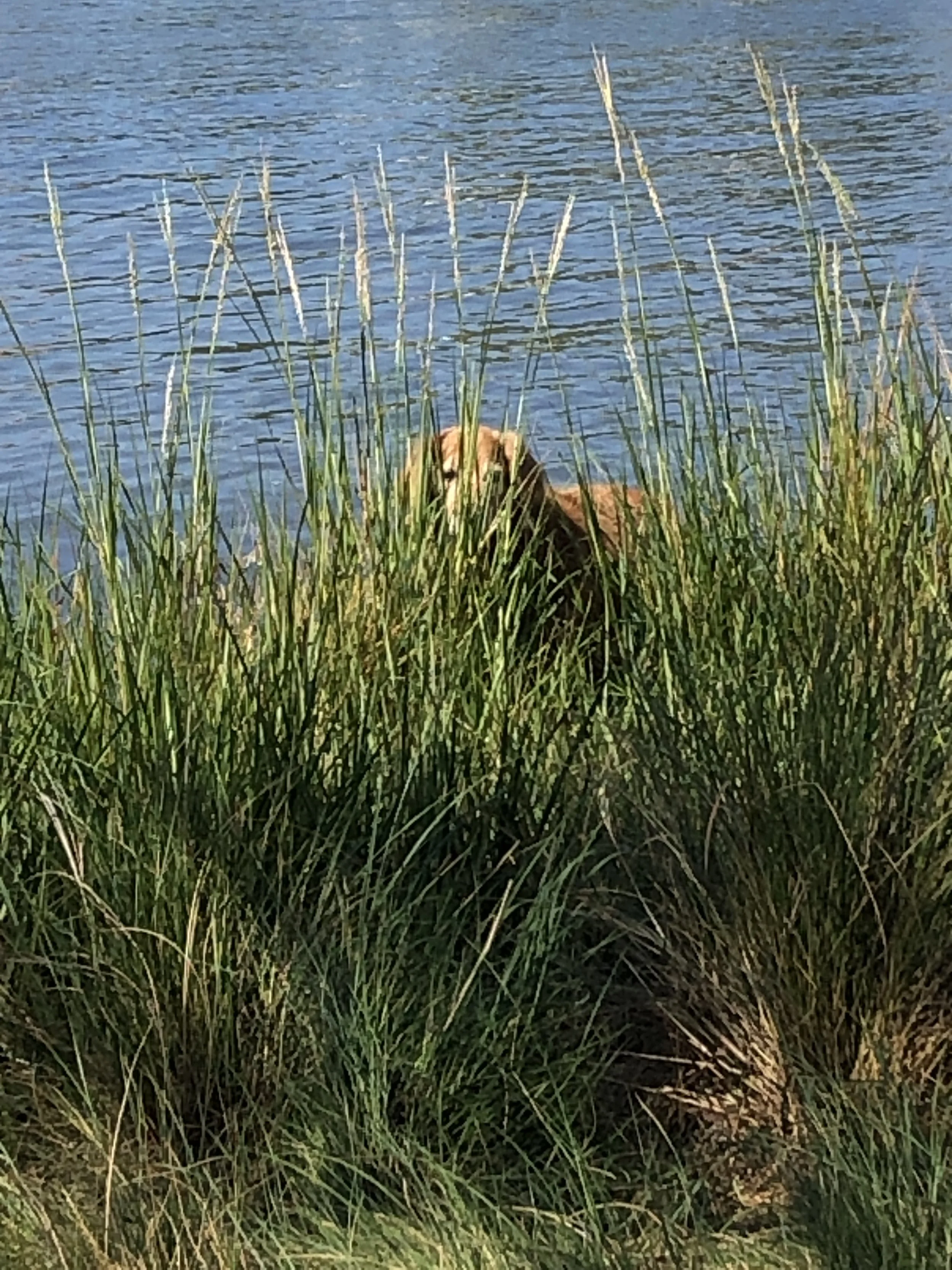 A dog partially hidden among tall green grass near a body of water with reeds and gentle ripples. sandbar Captain Tilly OC Fishing Charters. Ocean City, MD