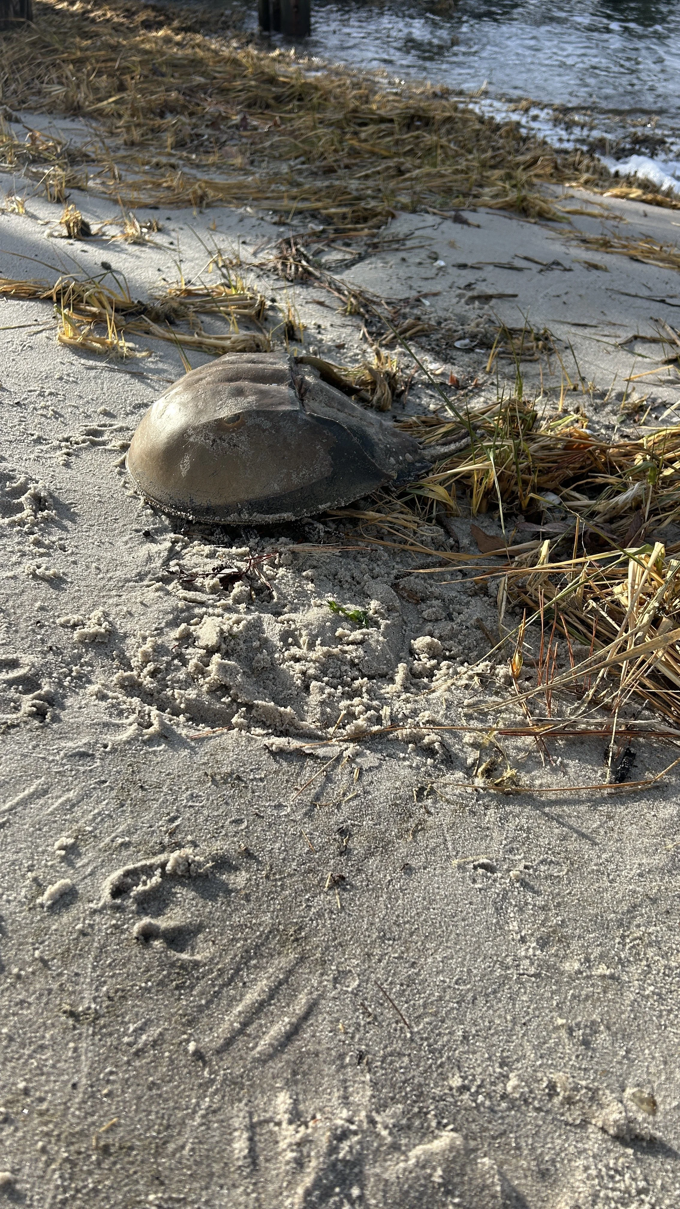 A sand beach with dried seaweed, a horseshoe crab shell, and shoe prints in the sand near the water. sandbar Captain Tilly OC Fishing Charters. Ocean City, MD