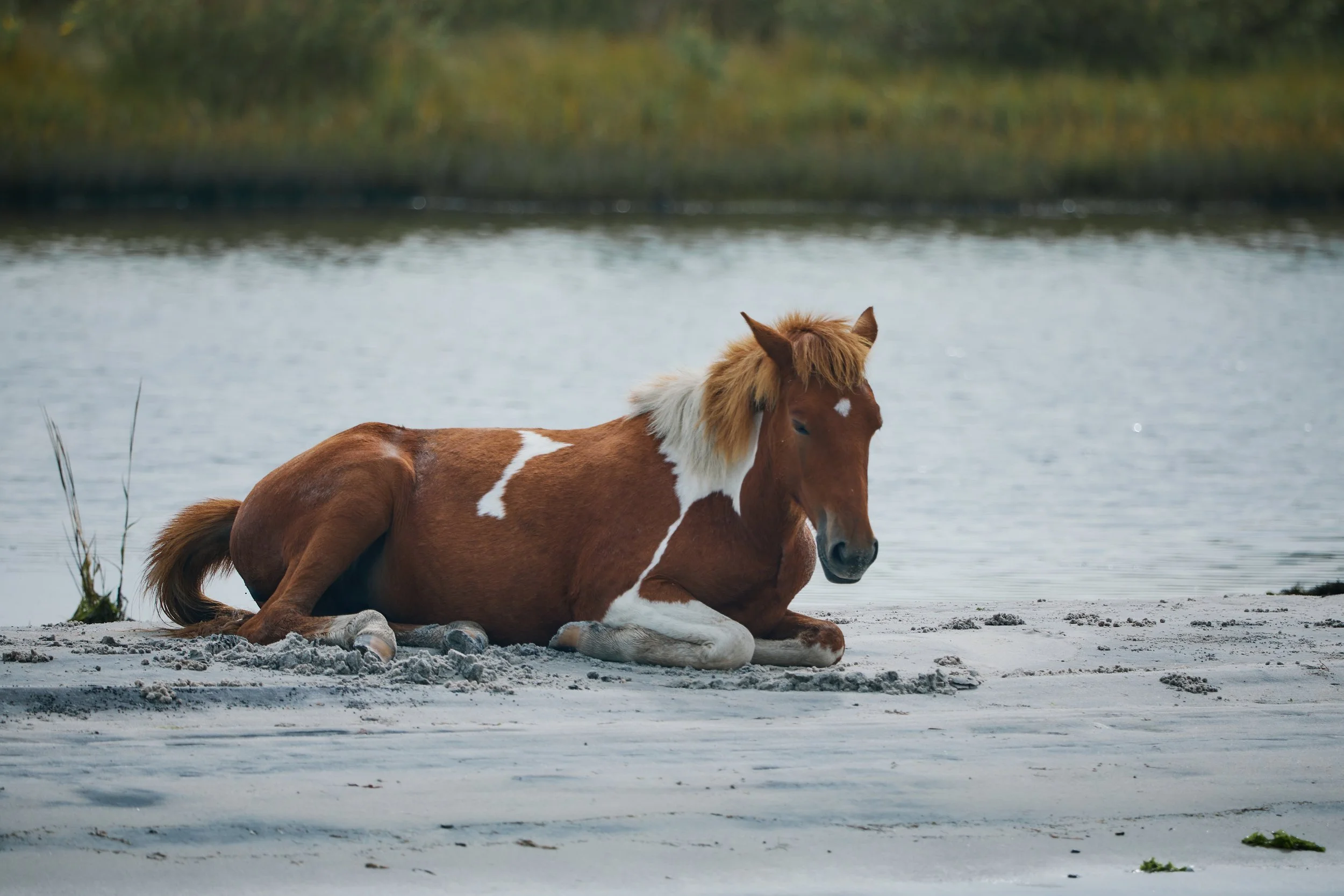 Assateague pony brown and white horse lying on sandy ground near a body of water with a forested background.  Nature tours, sightseeing. Captain Tilly OC Fishing Charters. Ocean City, MD