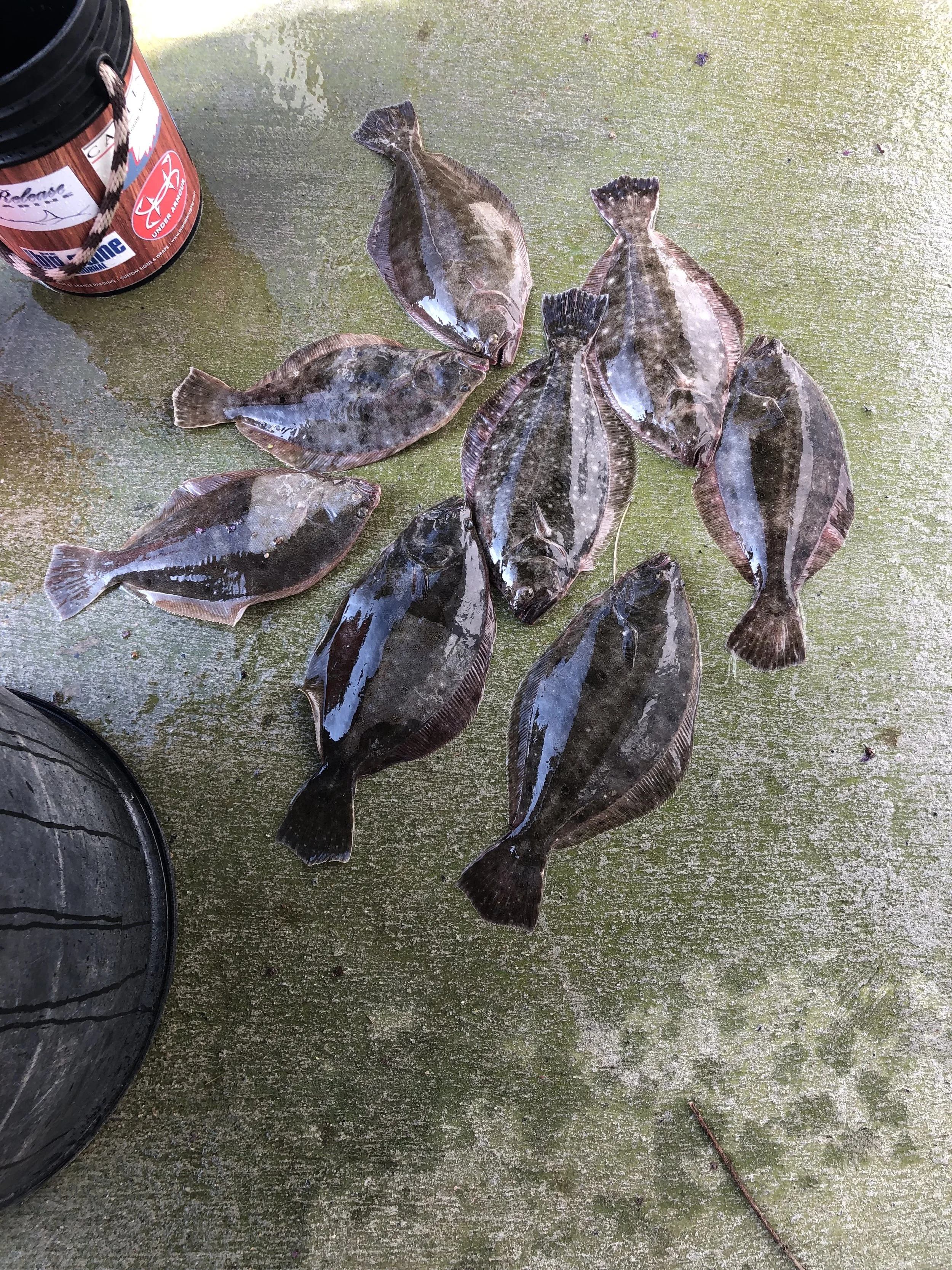 Several flatfish lying on a wet surface next to a tire and a container with a pull tab. sandbar Captain Tilly OC Fishing Charters. Ocean City, MD
