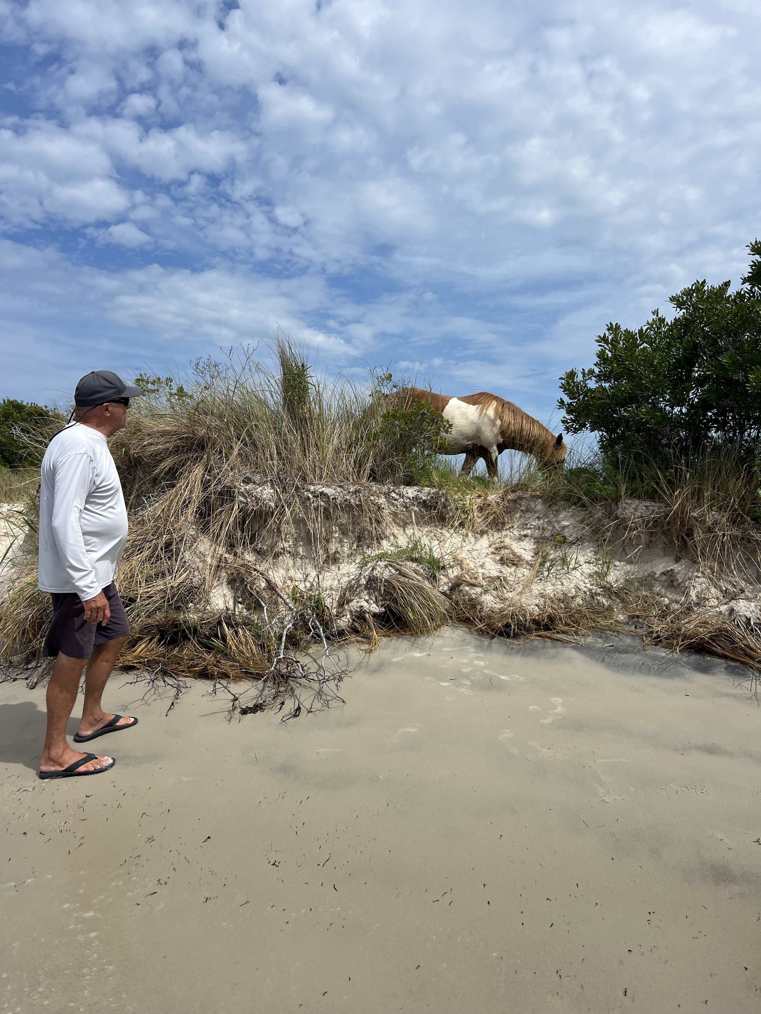 A man stands barefoot on a sandy beach in front of sand dunes with grasses and a tree. A brown and white horse grazes on the dunes. Assateague Pony. sandbar Captain Tilly OC Fishing Charters. Ocean City, MD