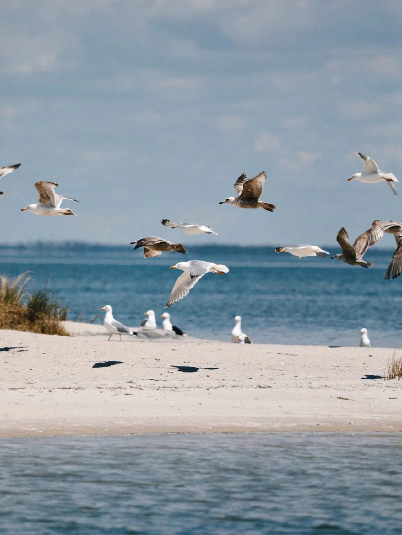 Seagulls flying and standing on the shoreline near the ocean with sand dunes and blue sky in the background. Seagulls, Captain Tilly OC Fishing Charters. Ocean City, MD