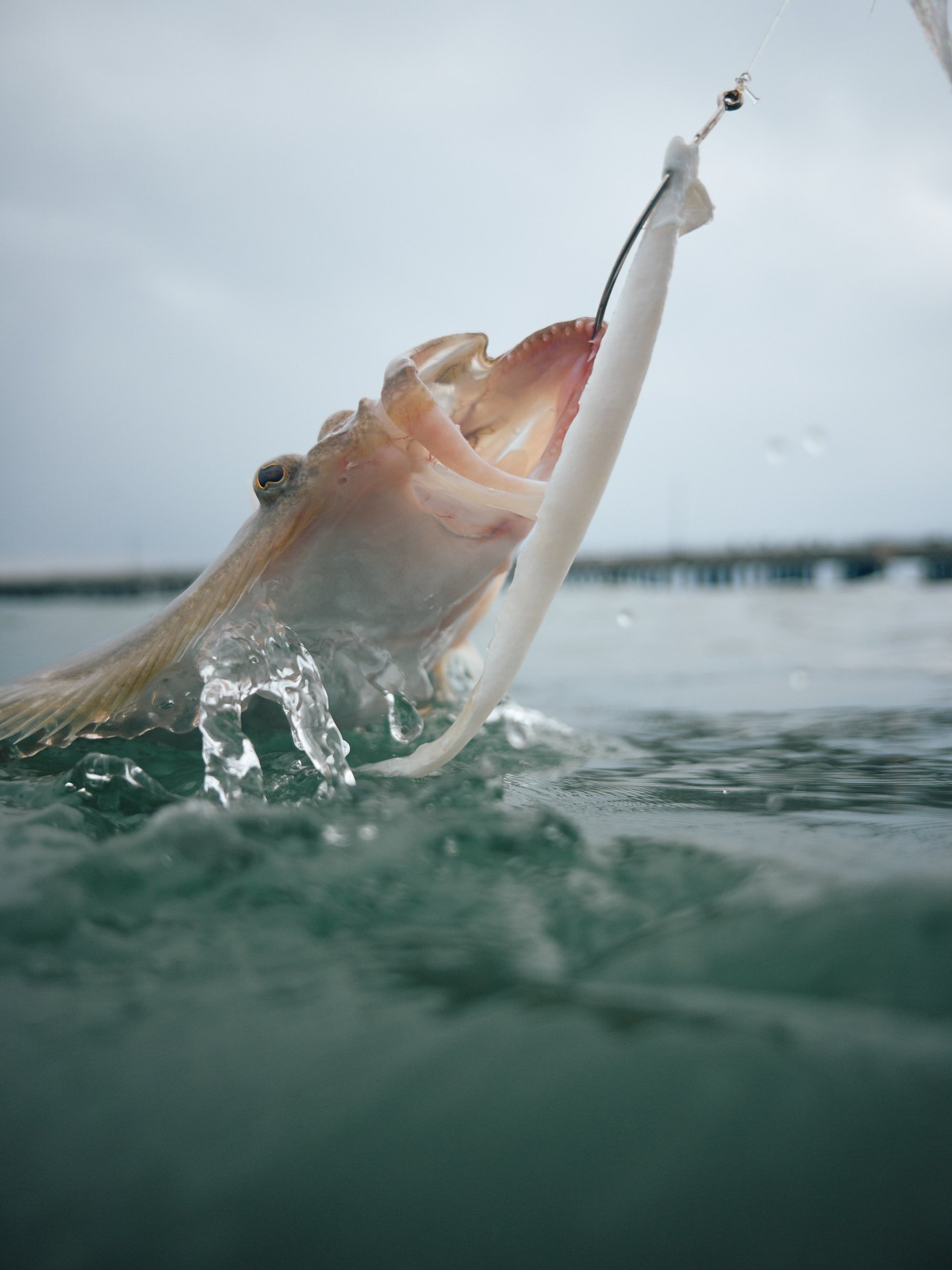 A fish is caught on a fishing hook, with its mouth open, in a body of water. sandbar Captain Tilly OC Fishing Charters. Ocean City, MD
